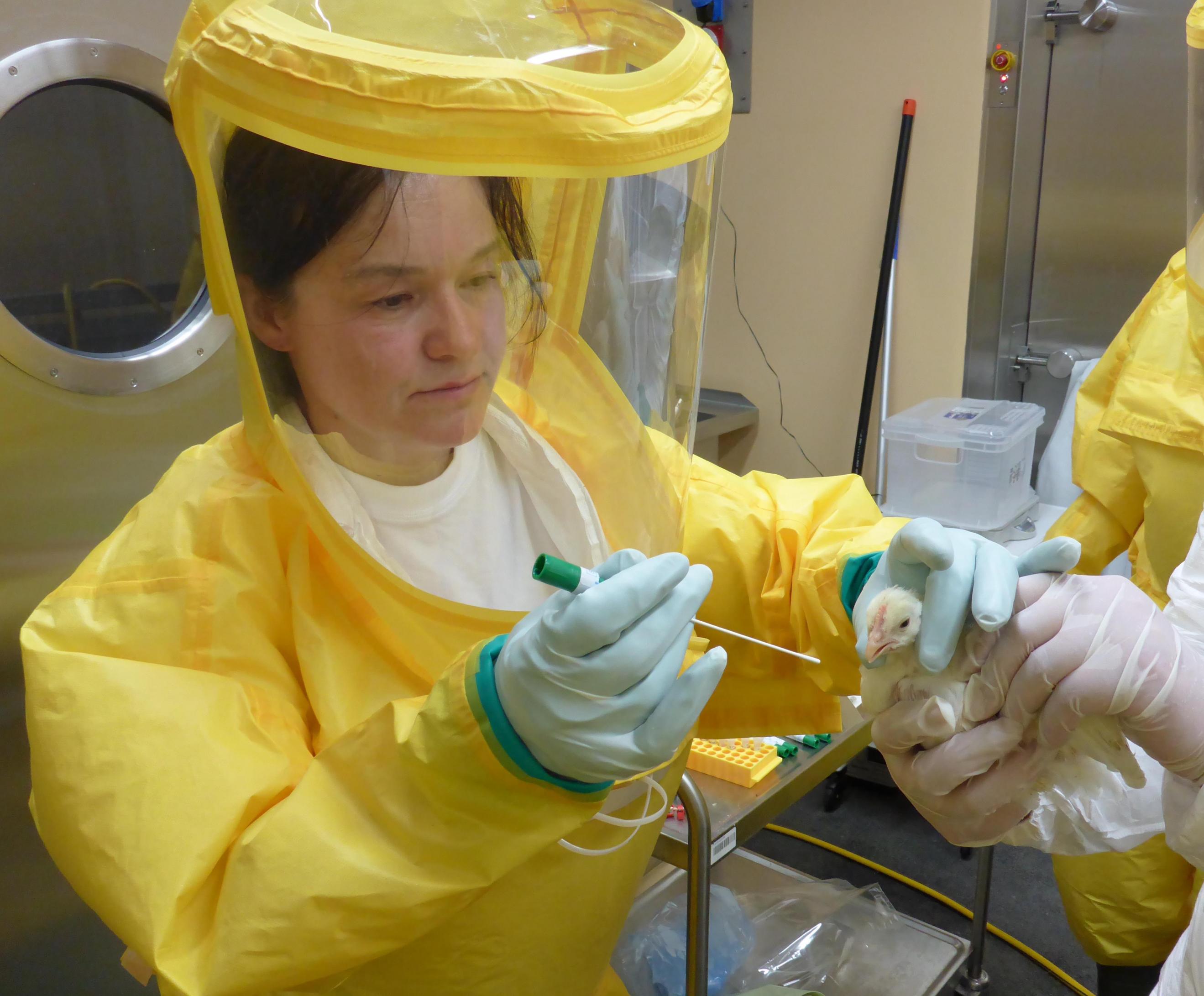 Foto zeigt Ute Ziegler vom Friedrich-Löffler Institut. Sie nimmt eine Bluprobe bei einem Huhn, um es auf das West-Nil-Virus zu testen.