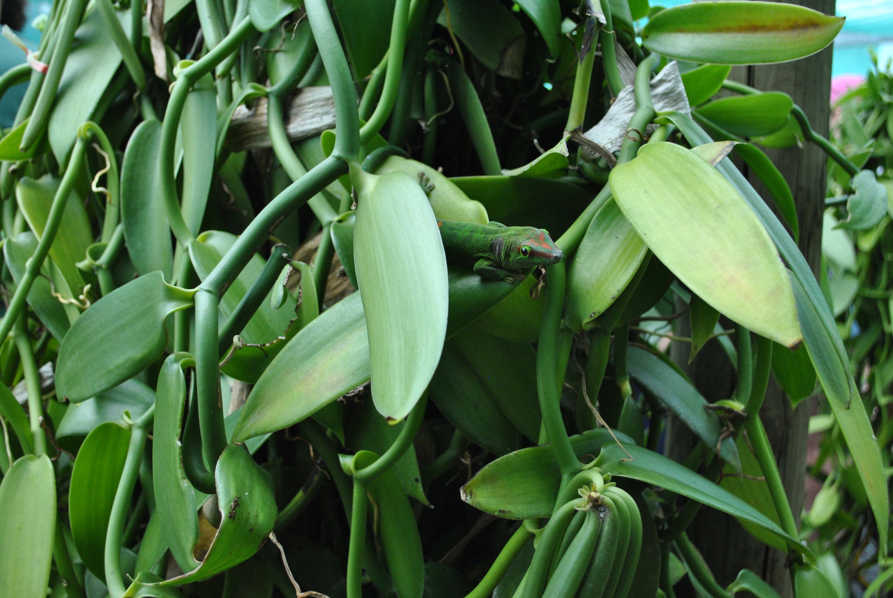 Vanille-Orchidee, auf der ein Salamander sitzt.