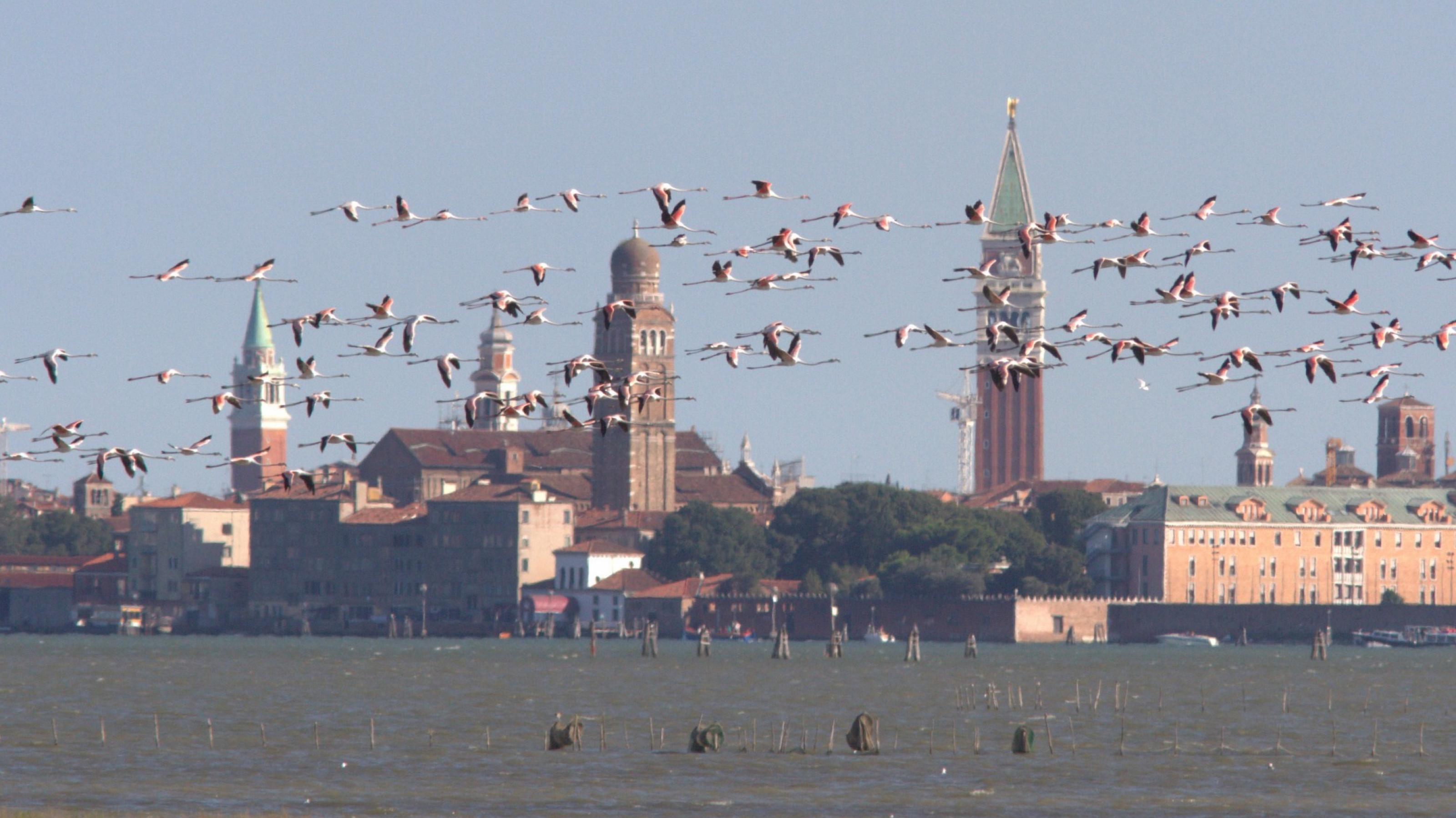 Eine Gruppe Flamingos im Flug vor der Silhouette von Venedig.