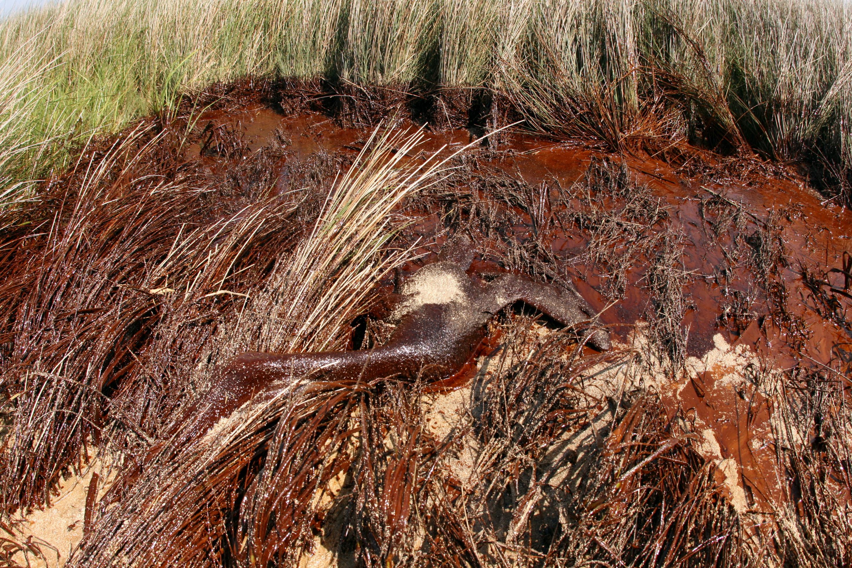 Das Foto zeigt veröltes Sumpfland von Plaquemins Parish nach der Deepwater Horizon Katastrophe.