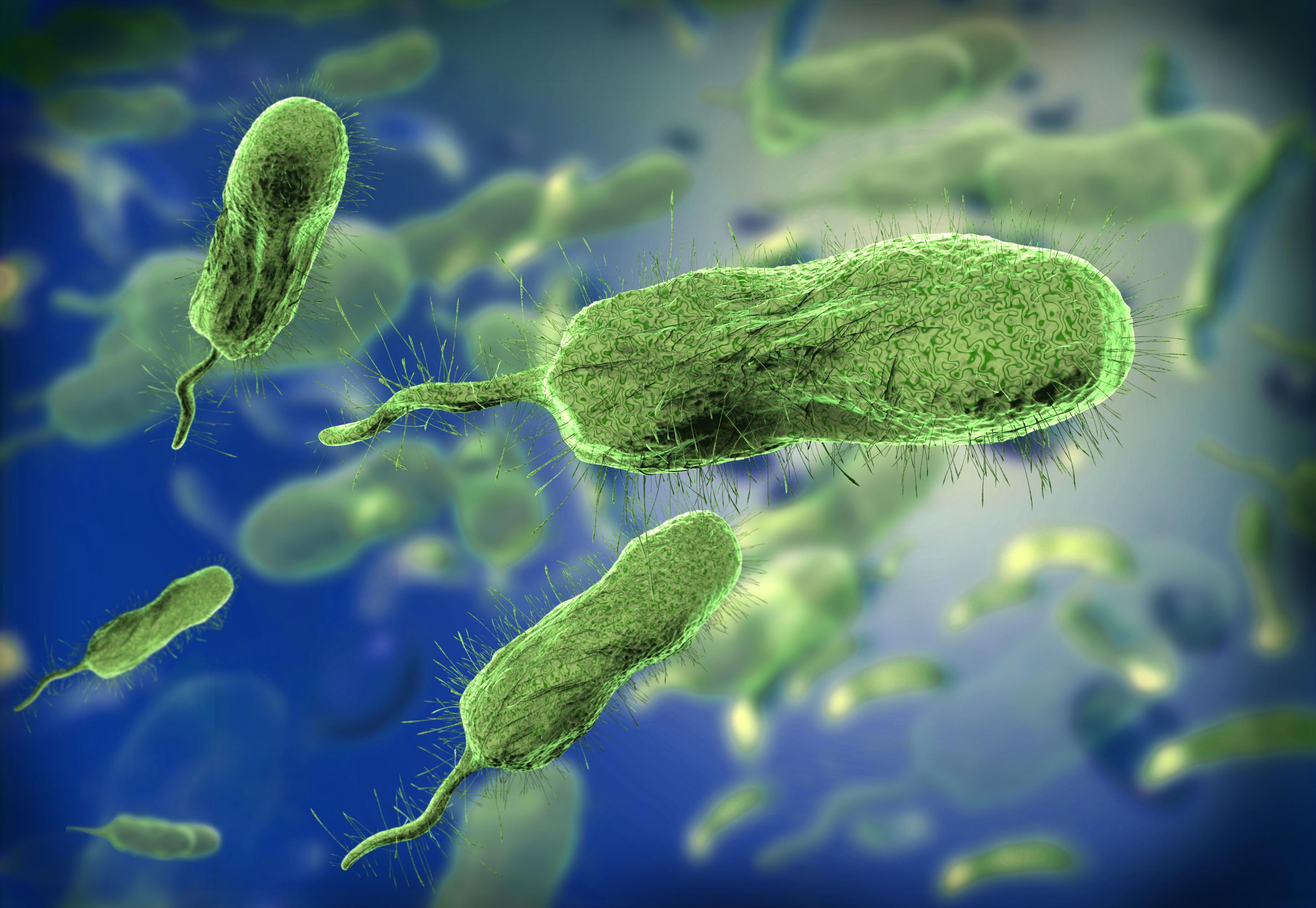 Das Bild zeigt Vibrionen unter dem Mikroskop. Sie sehen aus wie grüne Bohnen mit einem Schwanz und Härchen