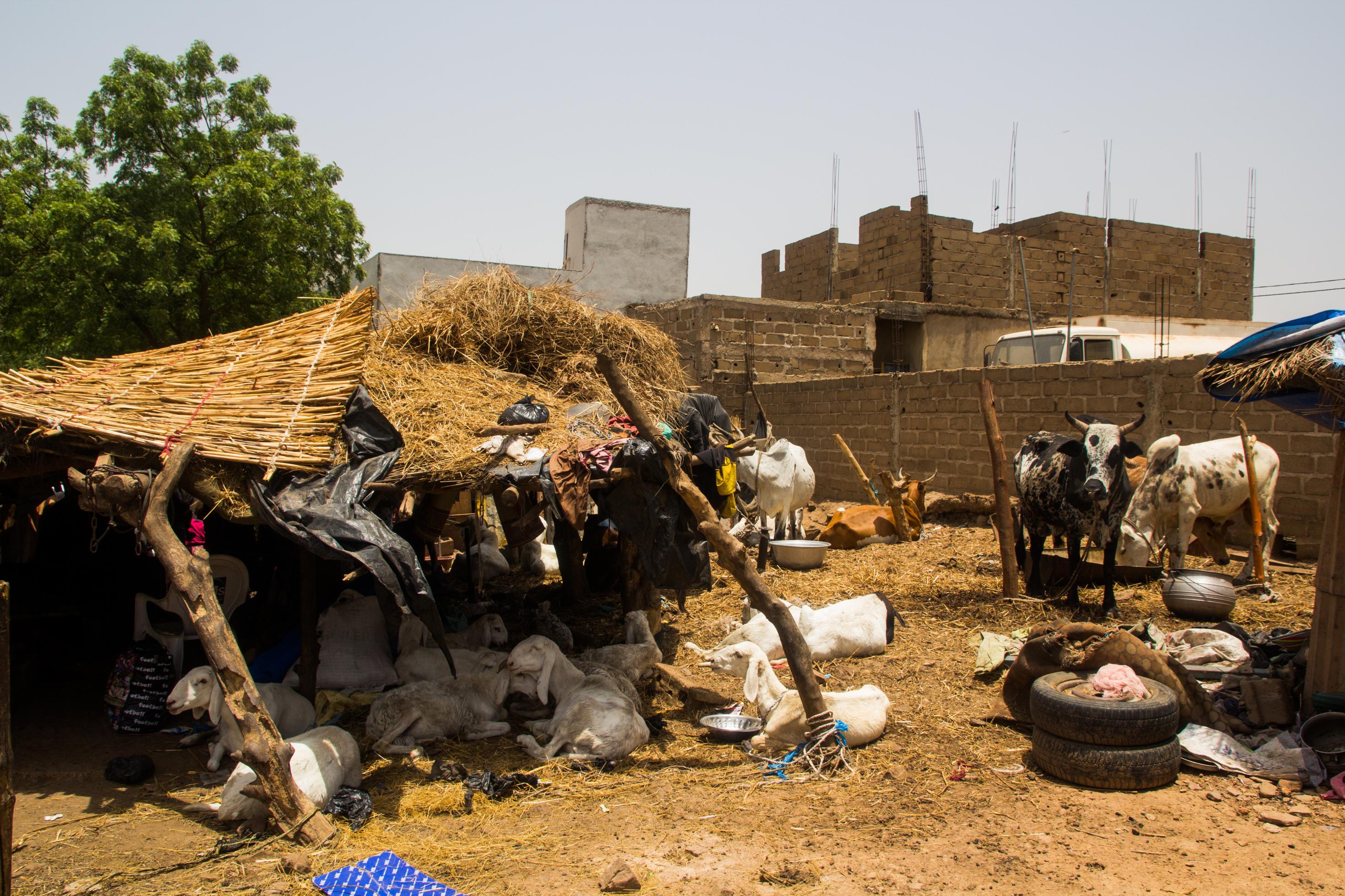 Kühe und Schafe sind auf einem Viehmarkt in Mali. Die Schafe liegen unter einer Überdachung aus Stroh und Ästen.
