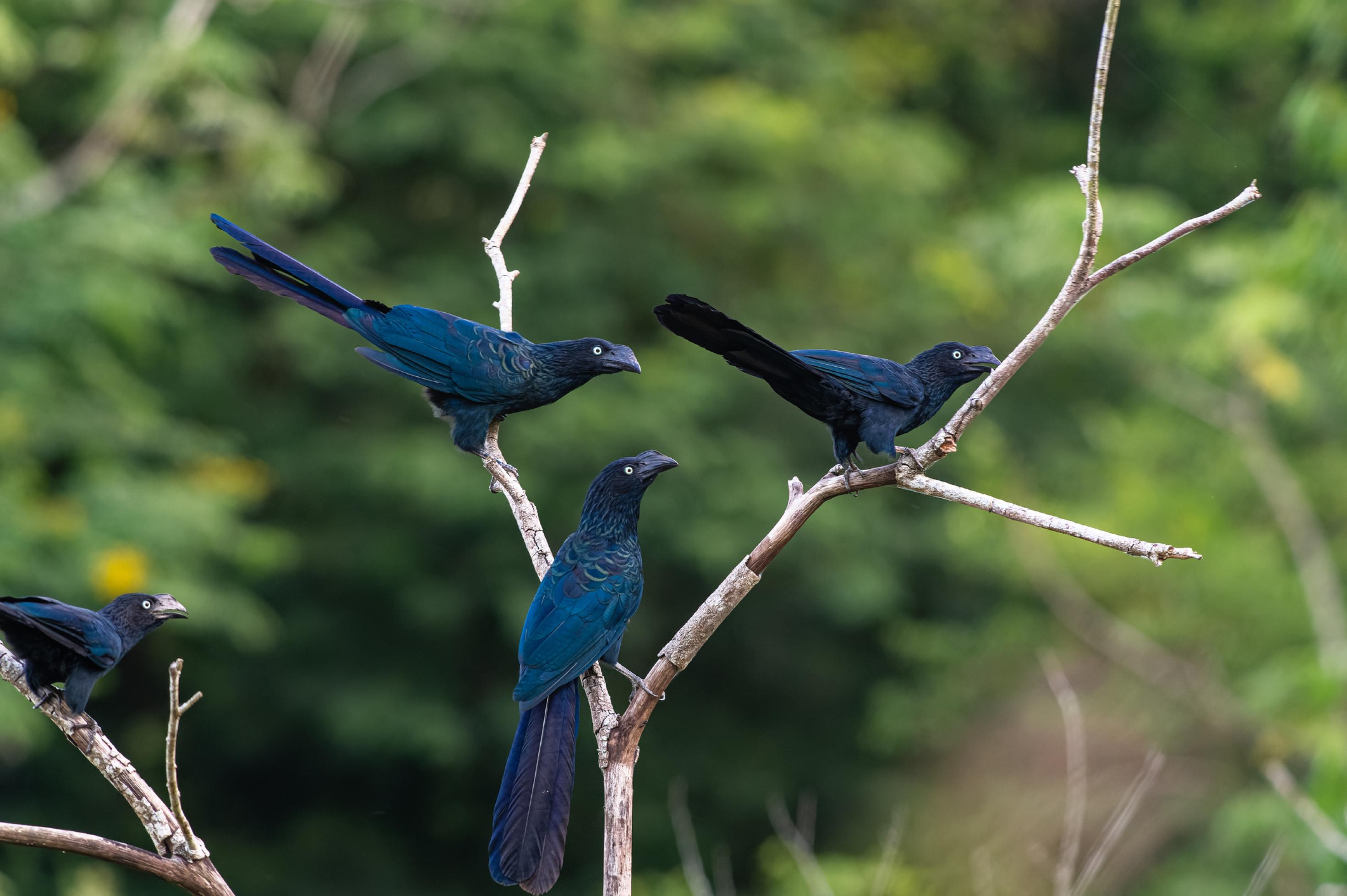 Vier blau-violette Vögel, Riesenanis, sitzen auf Zweigen.