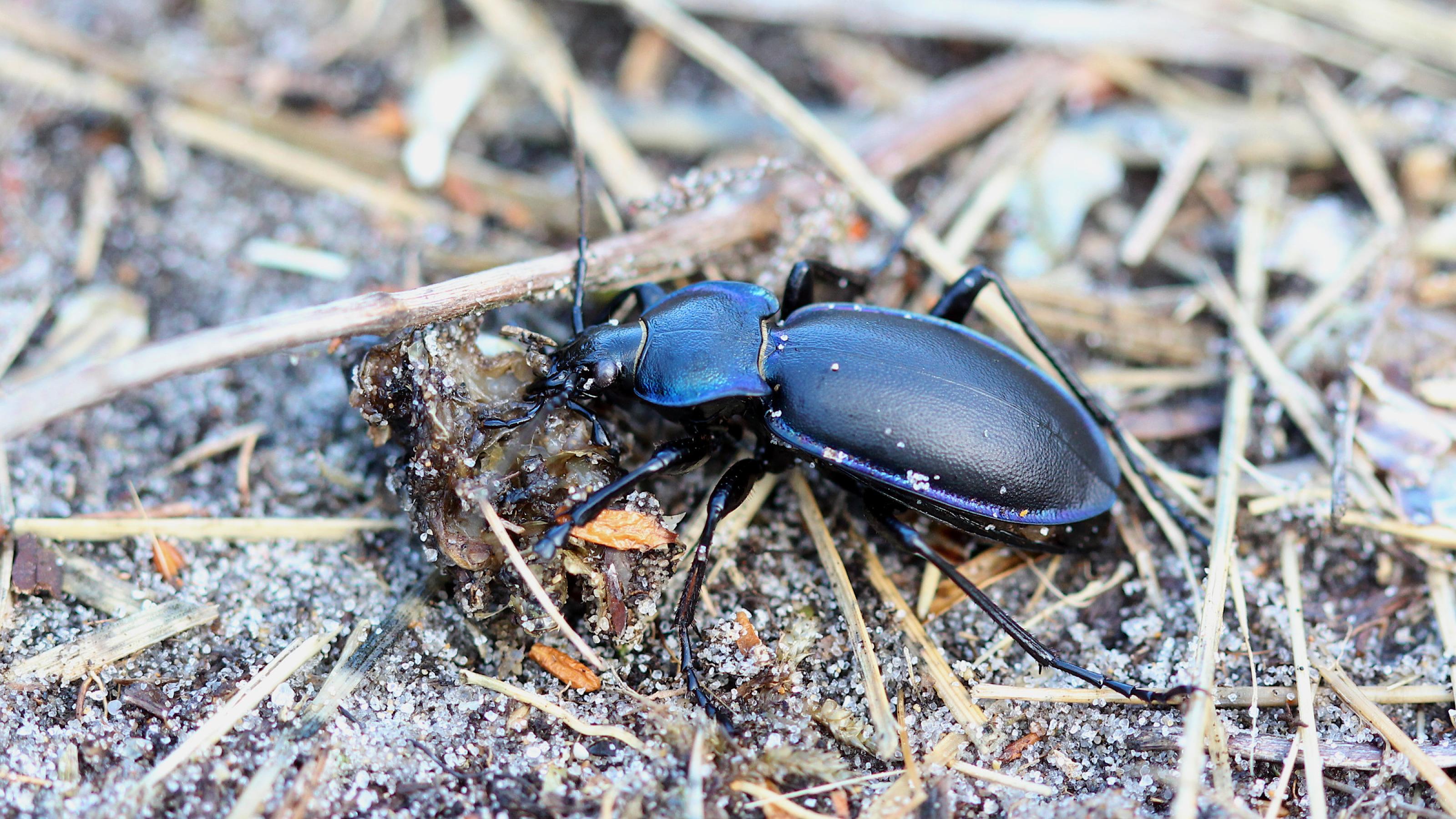 Ein großer schwarzer Käfer, der violett-blau schimmert, läuft über sandigen Boden, auf dem Ästchen und Grashalme liegen.