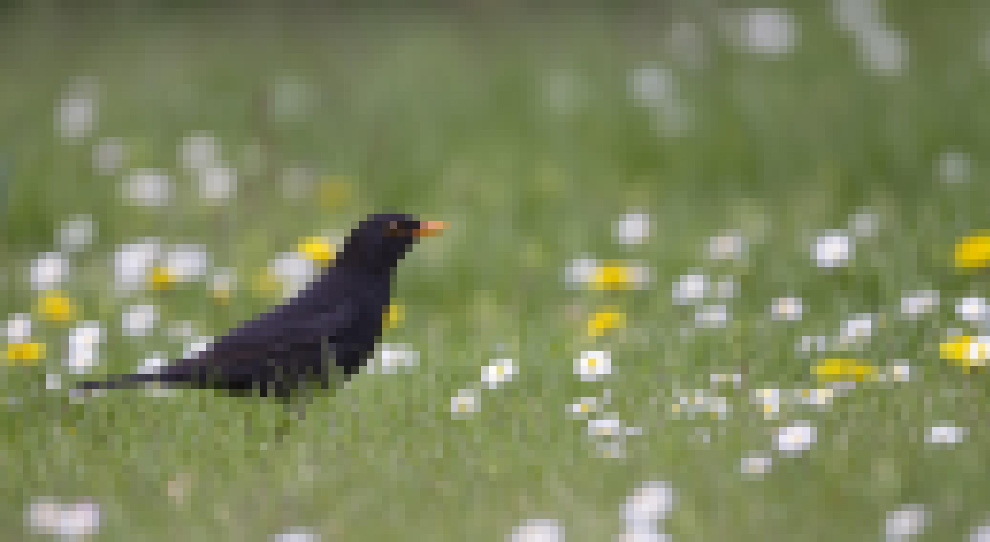 Eine männliche Amsel in einer grünen Wiese