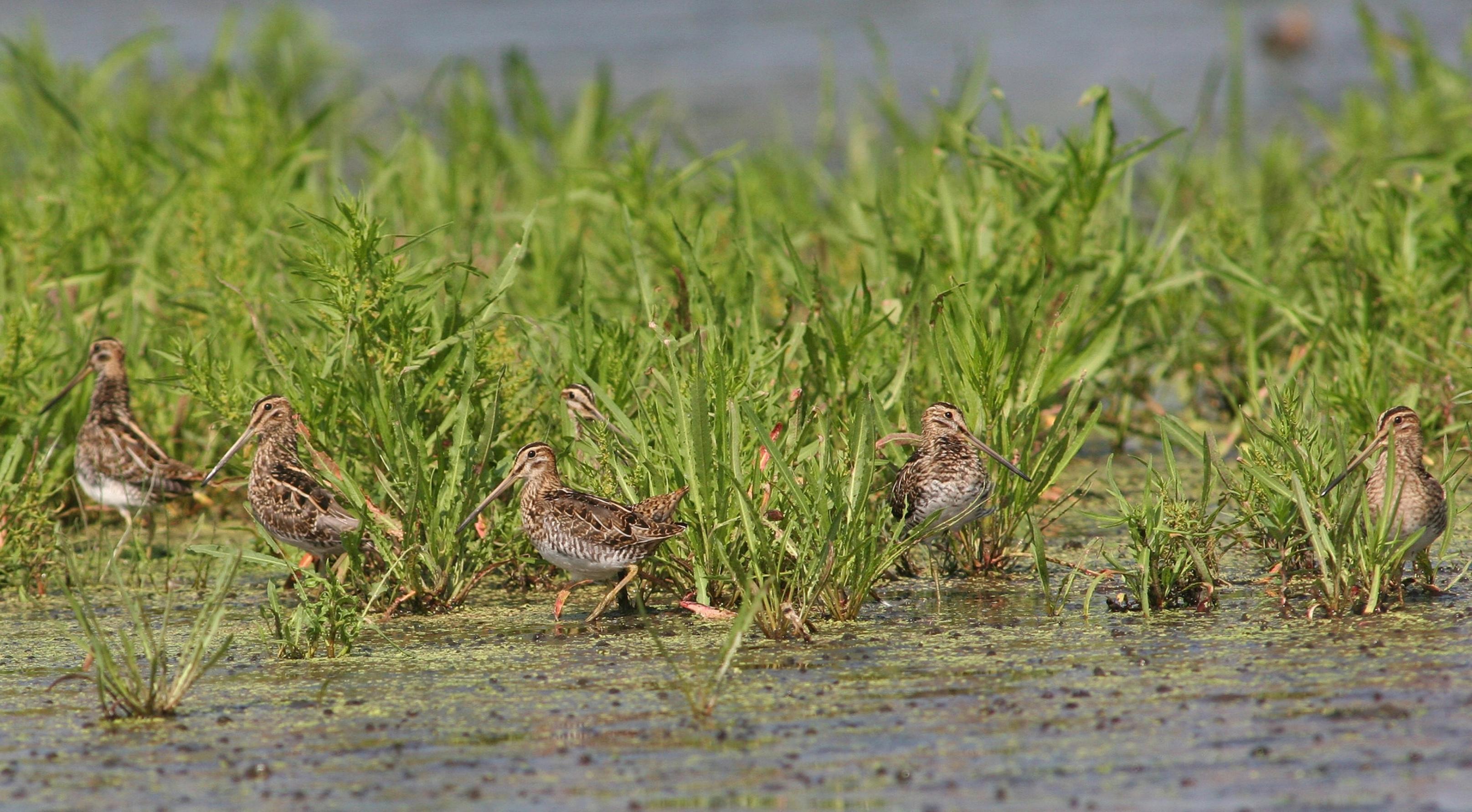 Eine Gruppe Belassenen in flachem Wasser stehend