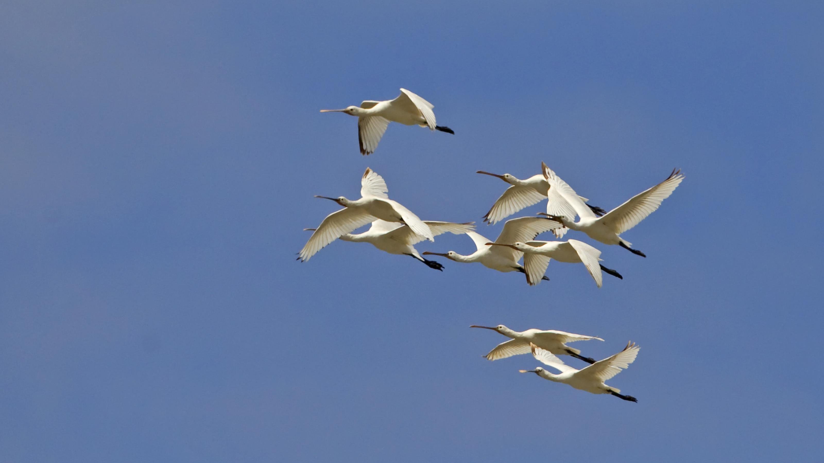 Das Bild zeigt eine Gruppe von Löfflern im Überflug. Die großen weißen Vögel haben lange Schnäbel mit einer breiten Spitze.