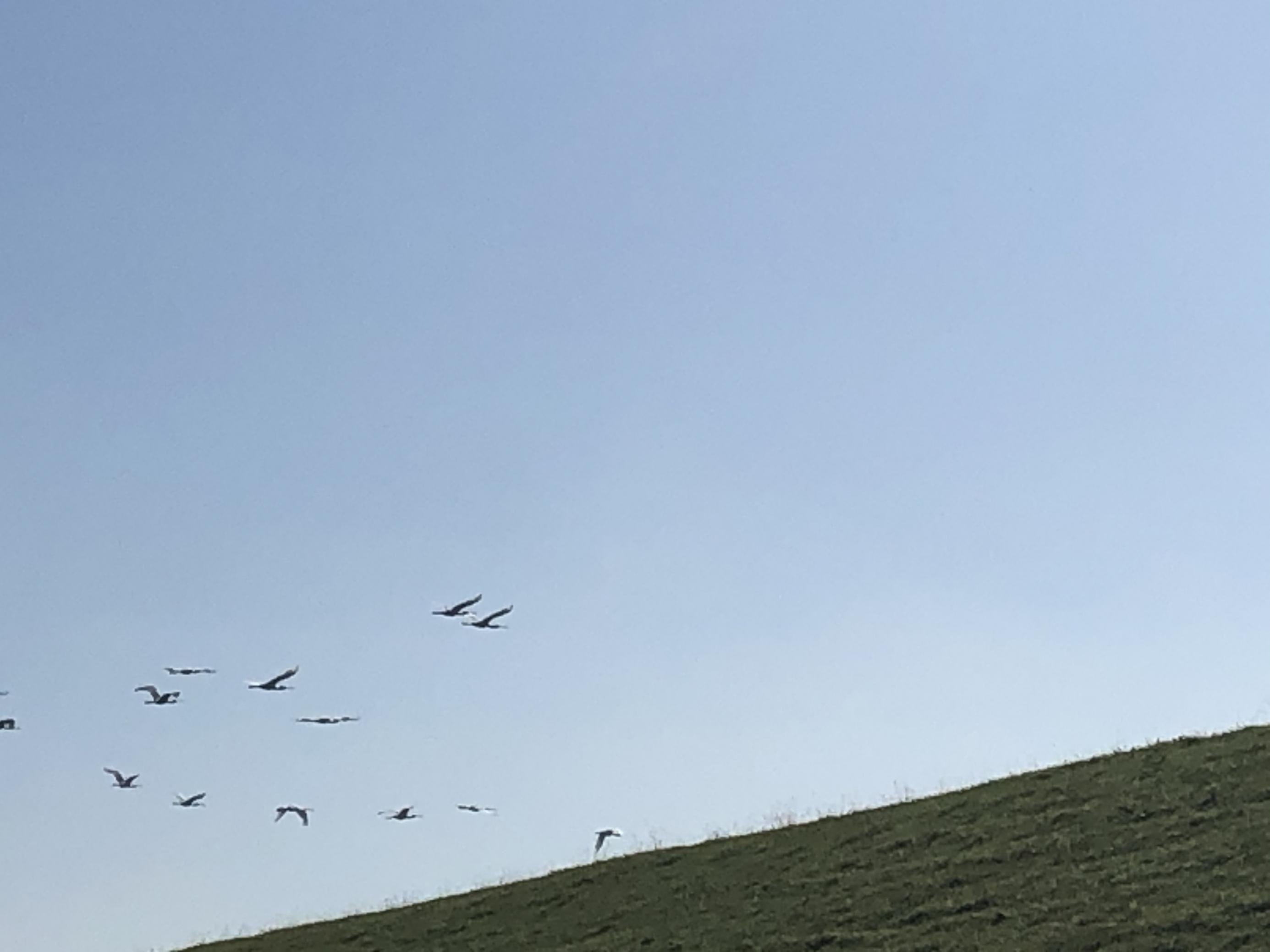 Das Bild ist ein Schnappschuss mit verschwommen sichtbaren Löfflern, die über den Deich des Jadebusens fliegen.