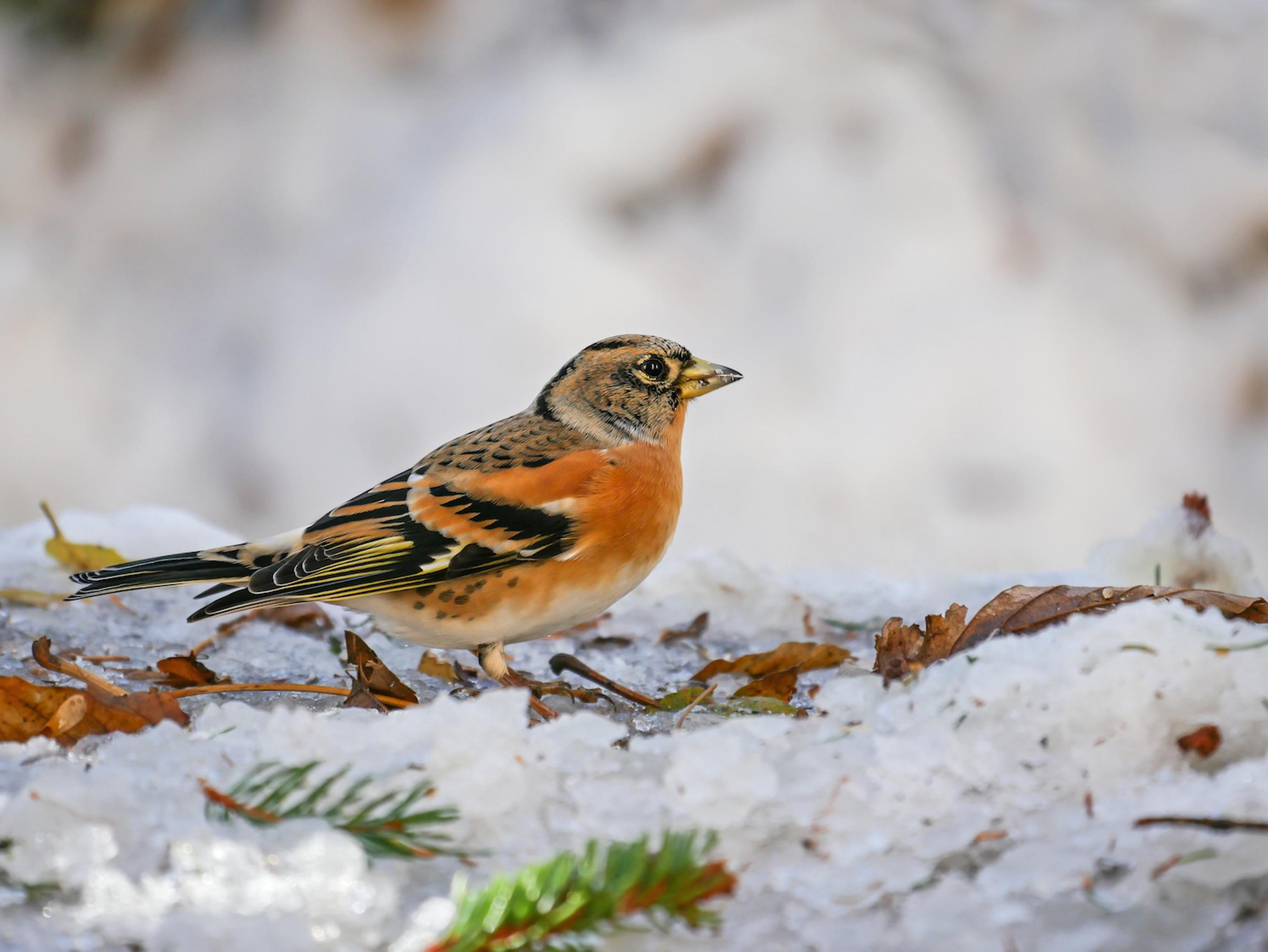 Aufnahme eines männlichen Bergfinks (Fringilla montifringilla) im Schnee.