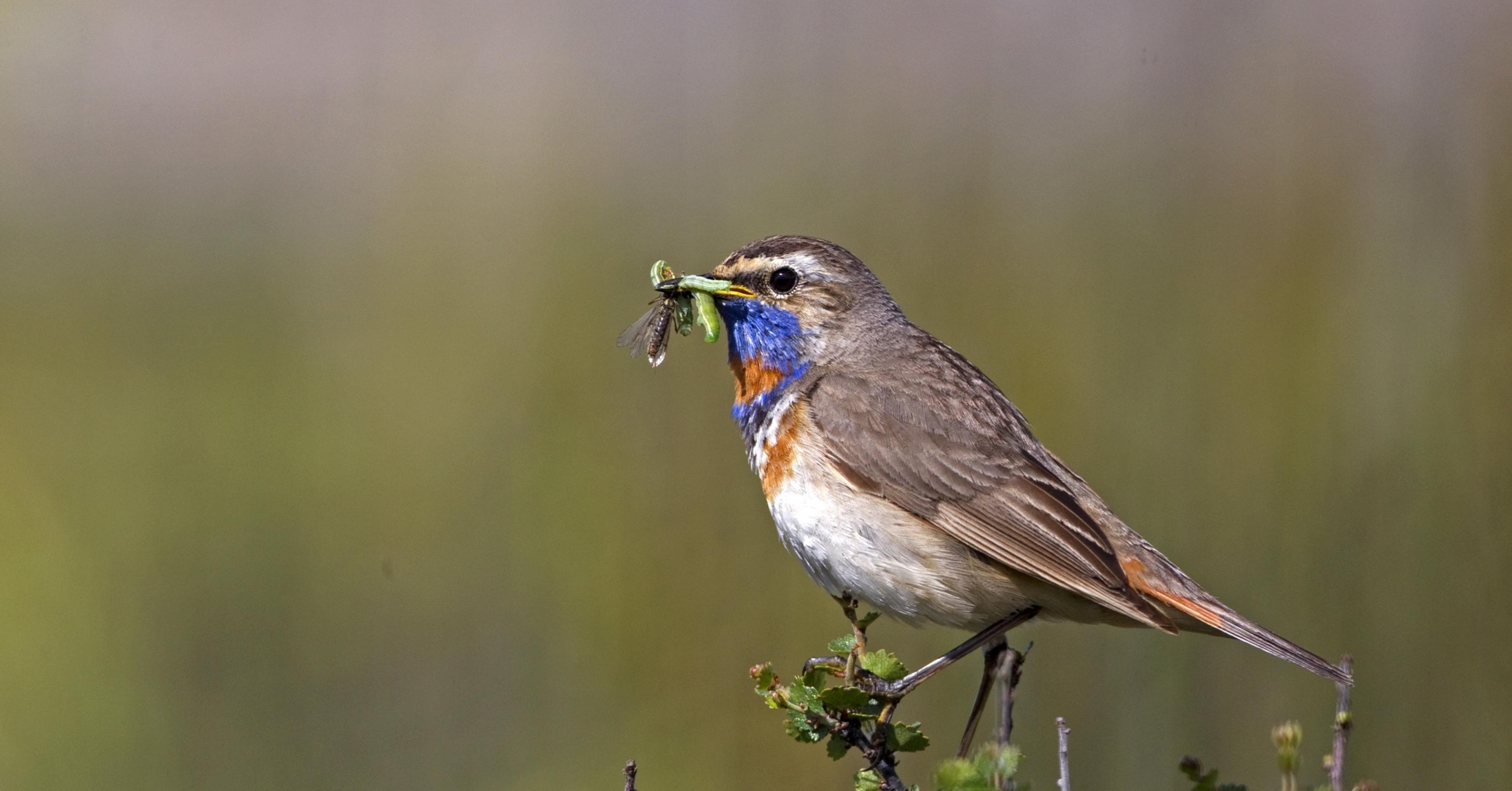 Ein männliches Blaukehlchen sitzt mit einem Schnabel voller Insekten auf einem Ginsterbusch