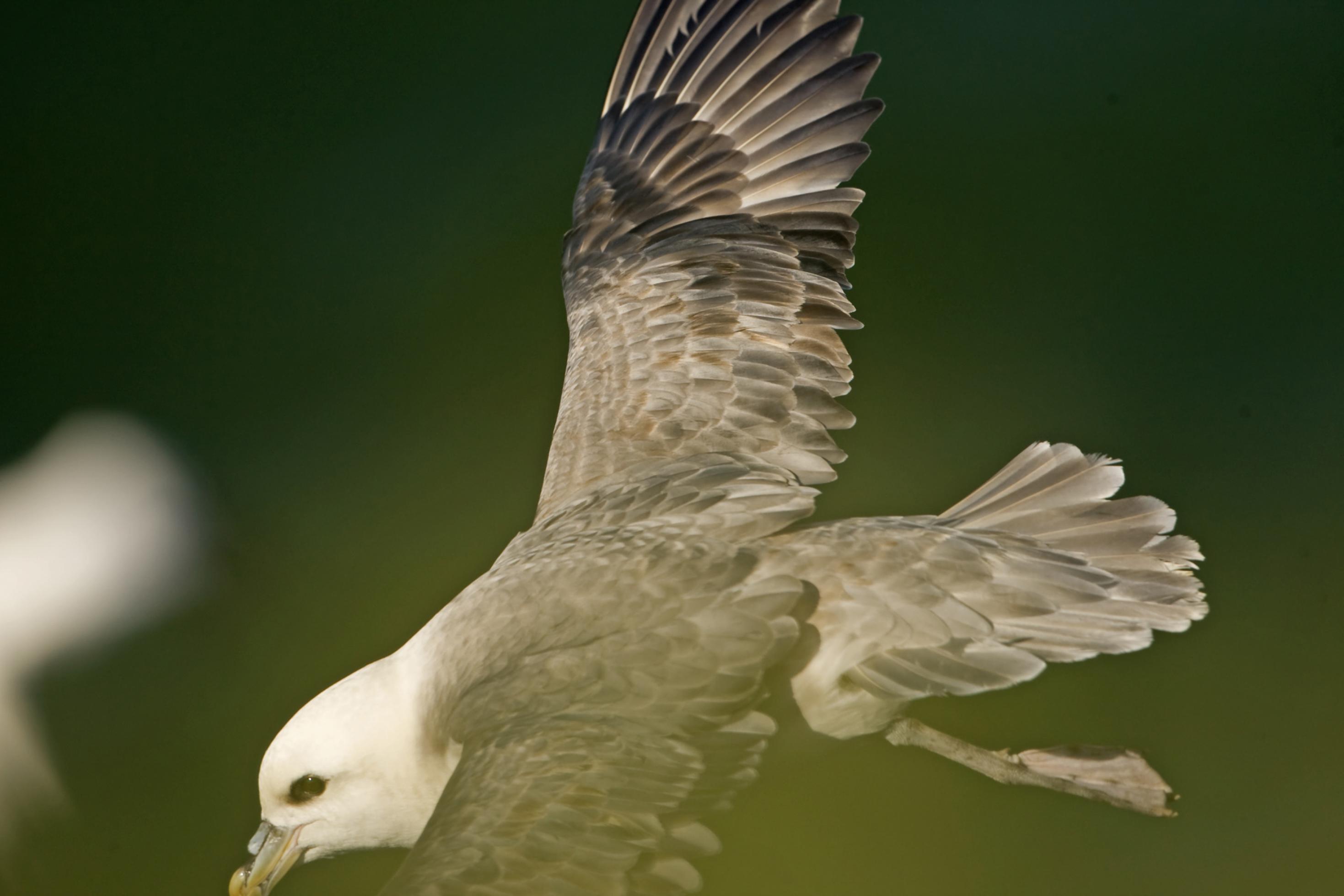 Ein Eissturmvogel fliegt von einer Klippe ab