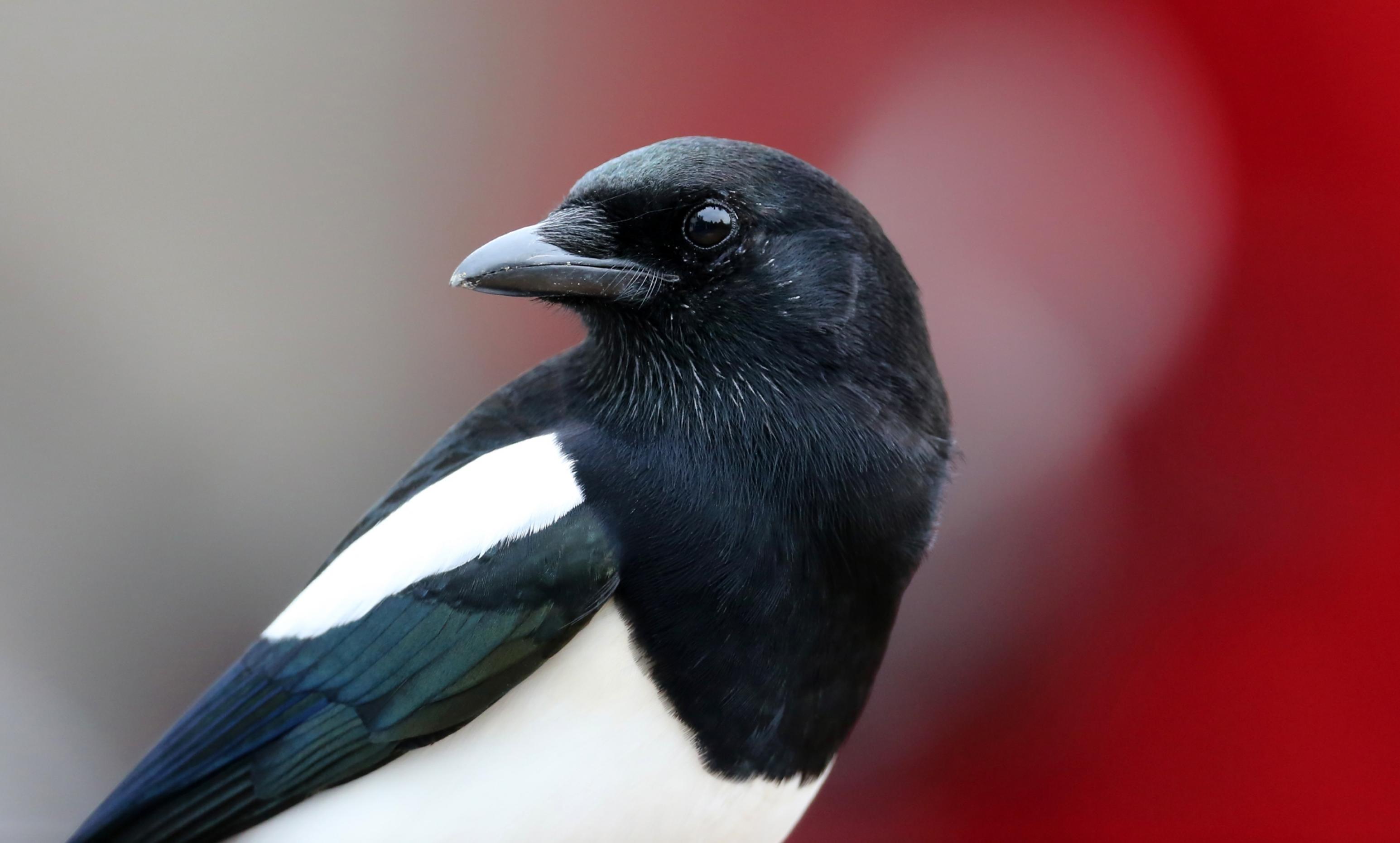 Die Elster wird bei der Stunde der Gartenvögel als eine der häufigsten Vogelarten gemeldet. Doch dass es wirklich weniger Buchfinken und Rotkehlchen als Elstern geben soll, ist ein Artefakt der Zählmethode. Ungeübten Meldern fällt der Rabenvogel einfach deutlicher auf als ein Buchfink, der still im Baum auf einem Ast sitzt.