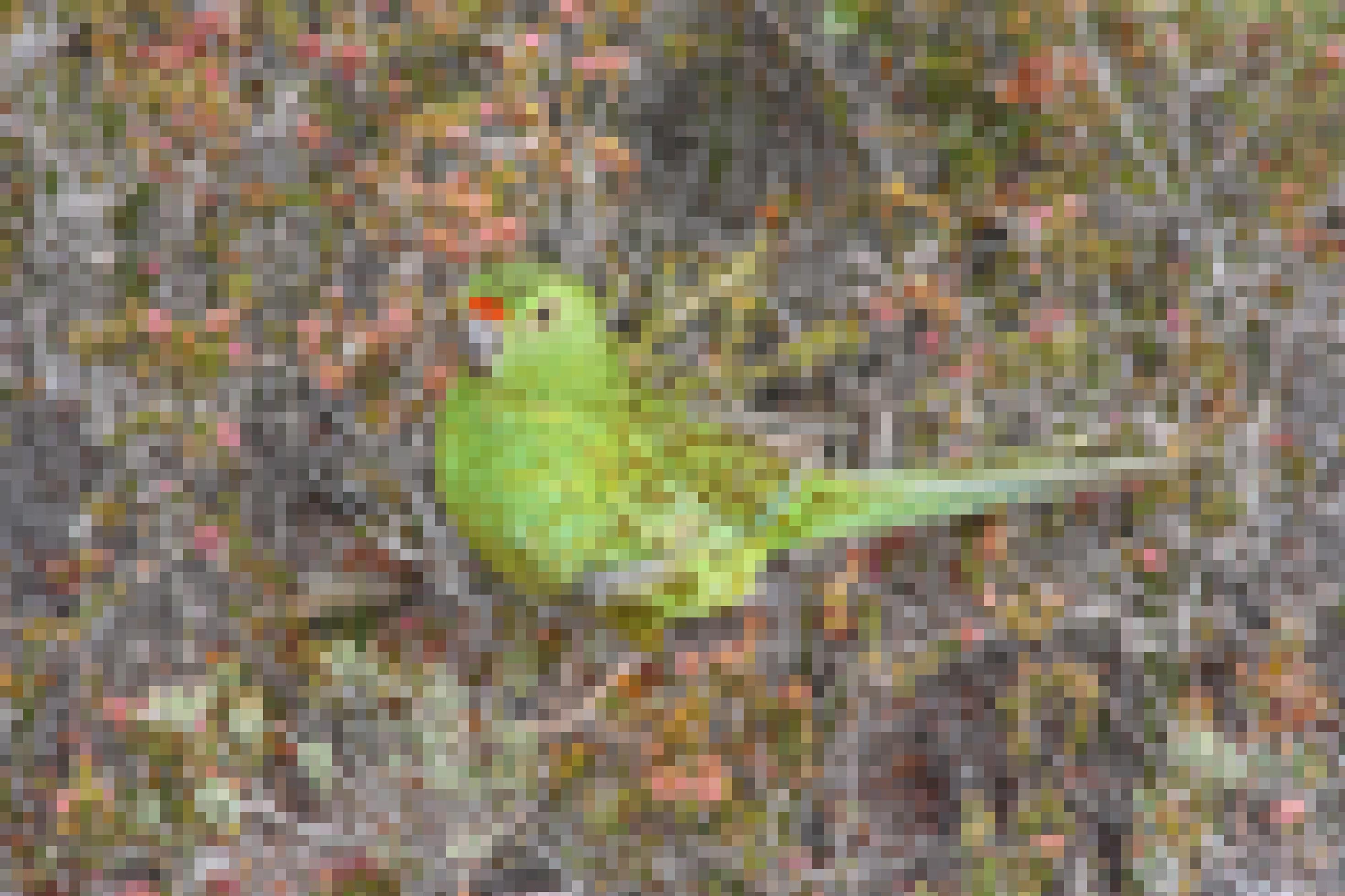 Portrait des Westlichen Erdsittich (Pezoporus flaviventris).