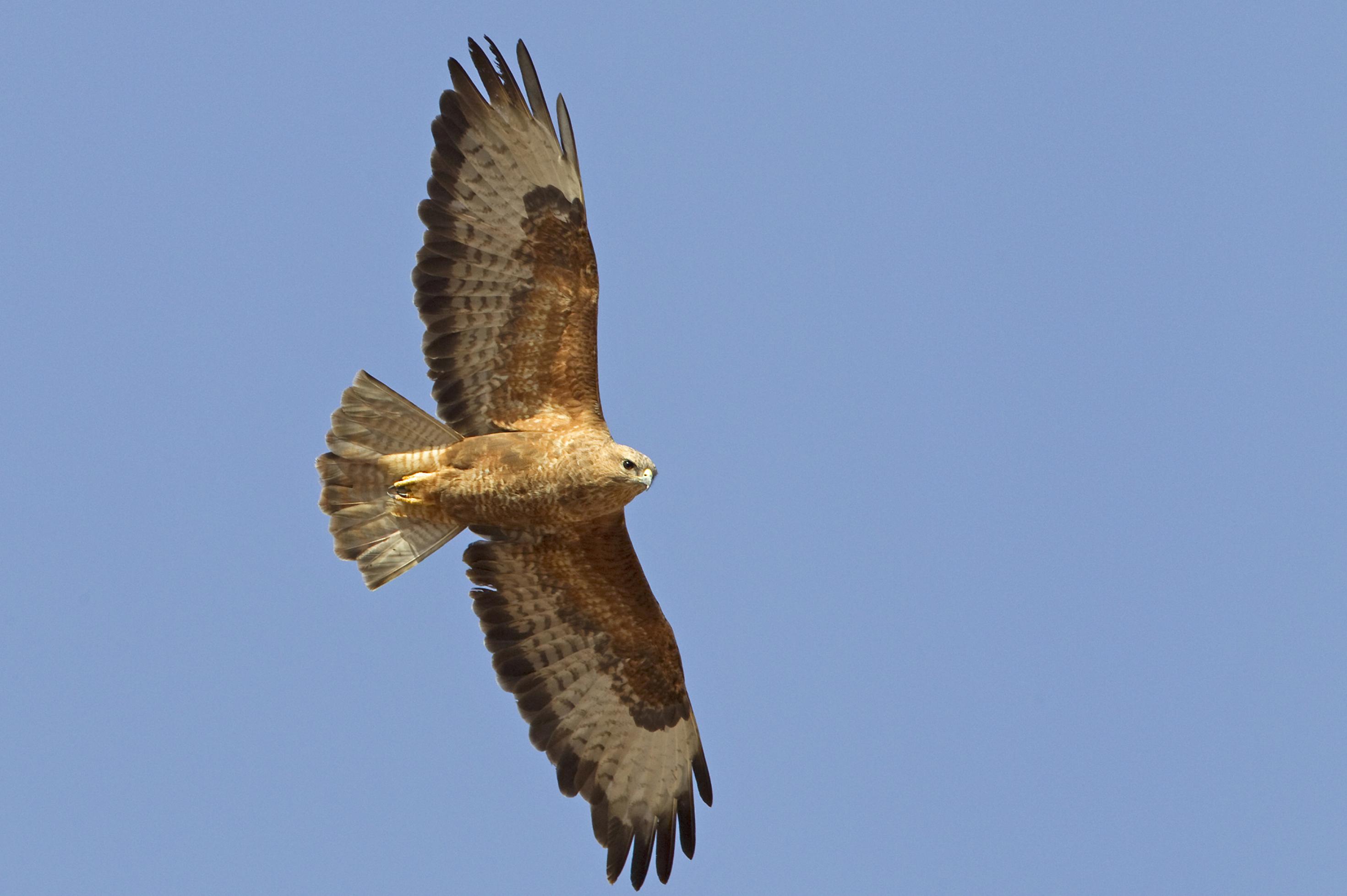 Ein Mäusebussard der Unterart vulpinus, ein sogenannter Falkenbussard im Flug.