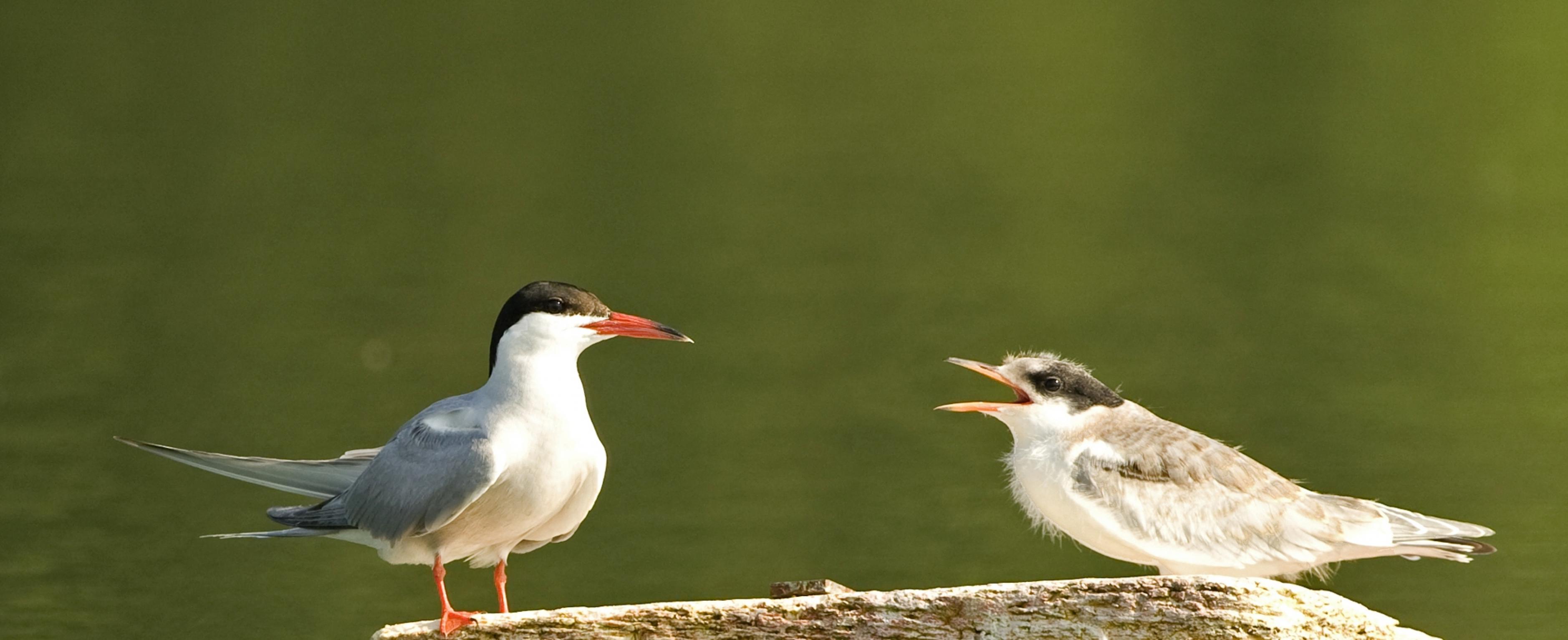 Eine Flussseeschwalbe mit ihrem Jungen