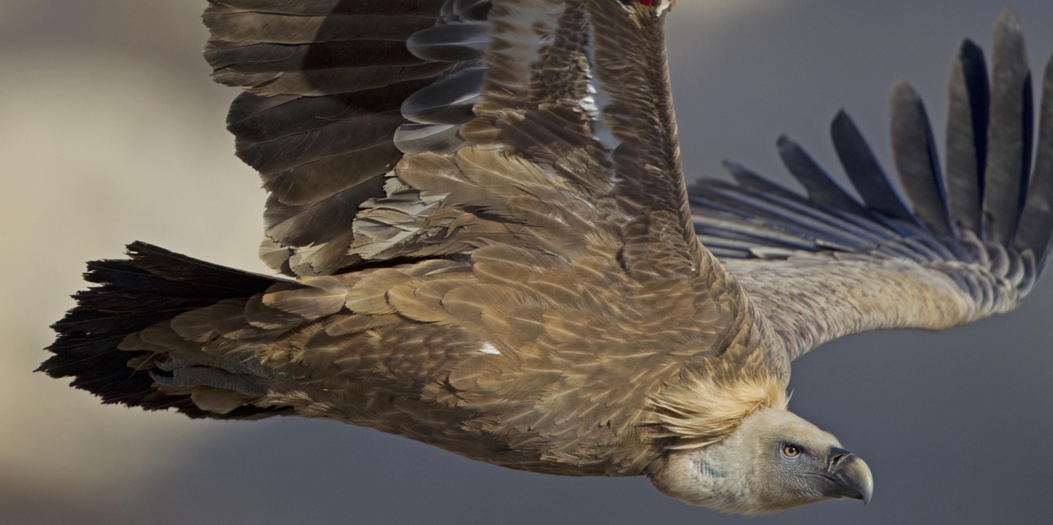 ein fliegender Gänsegeier in Nahansicht