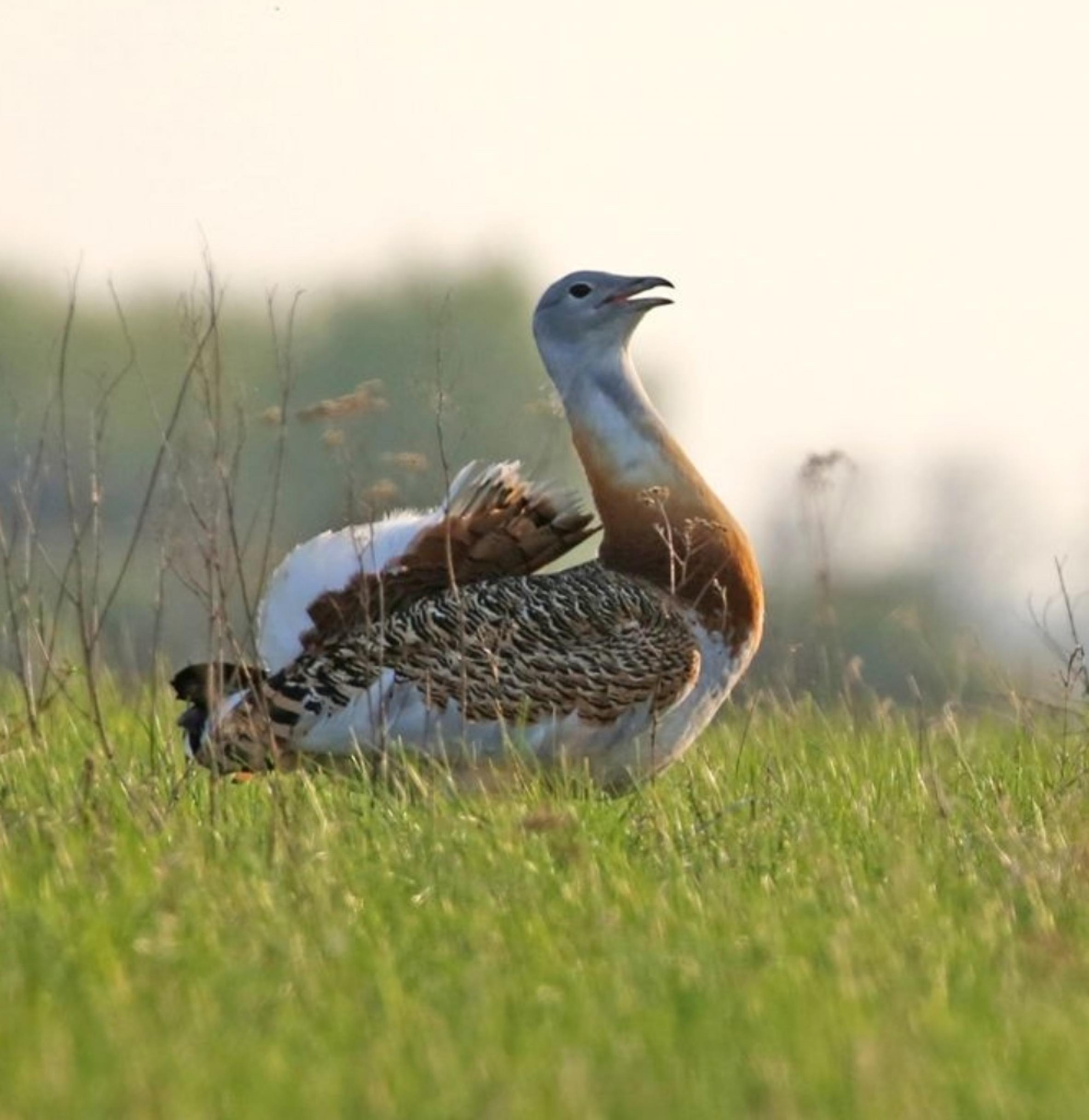 Eine Großtrappe auf einer Wiese.