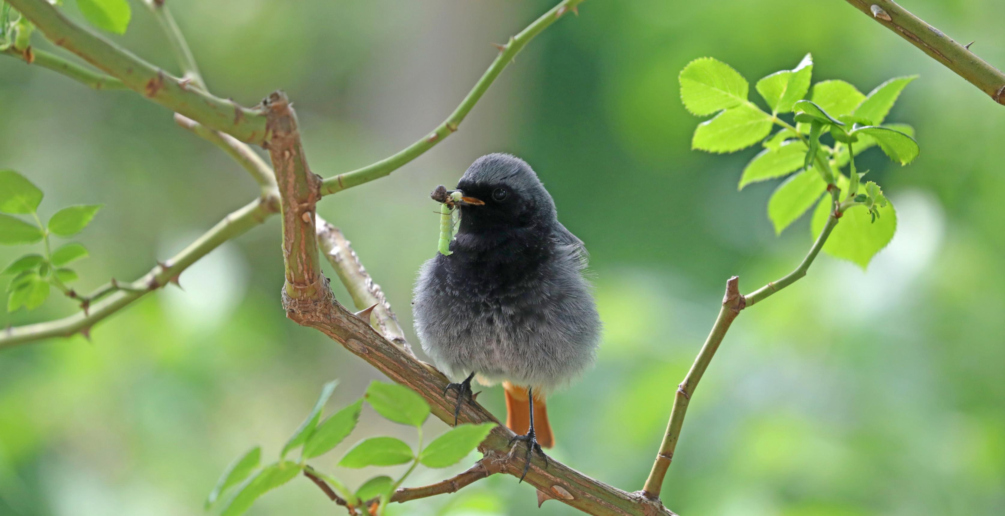 Schwarz-grauer Singvogel mit hellgrüner Raupe im Schnabel sitzt auf einem Ast.