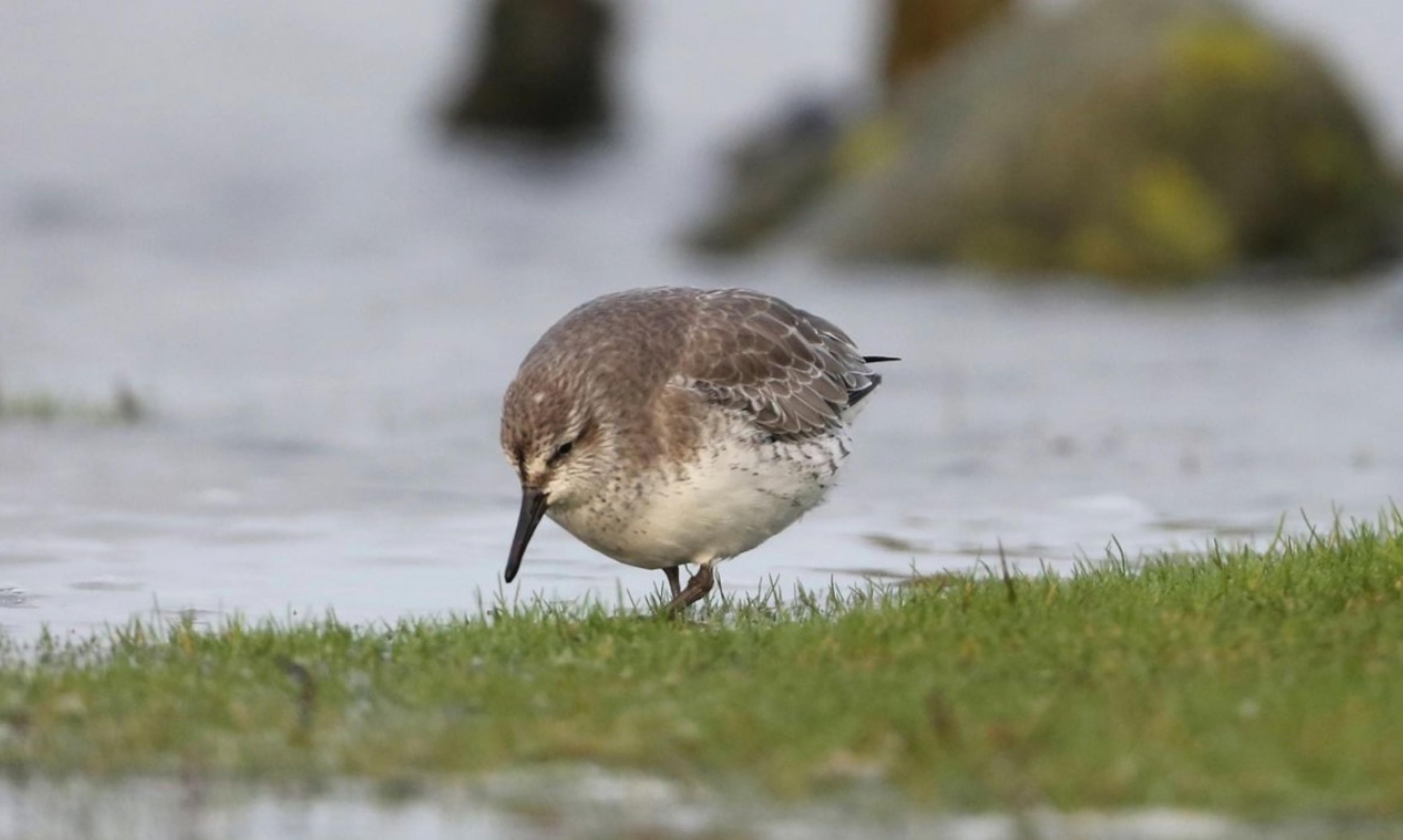 Aufnahme eines Knutt (Calidris canutus) am Ufer.