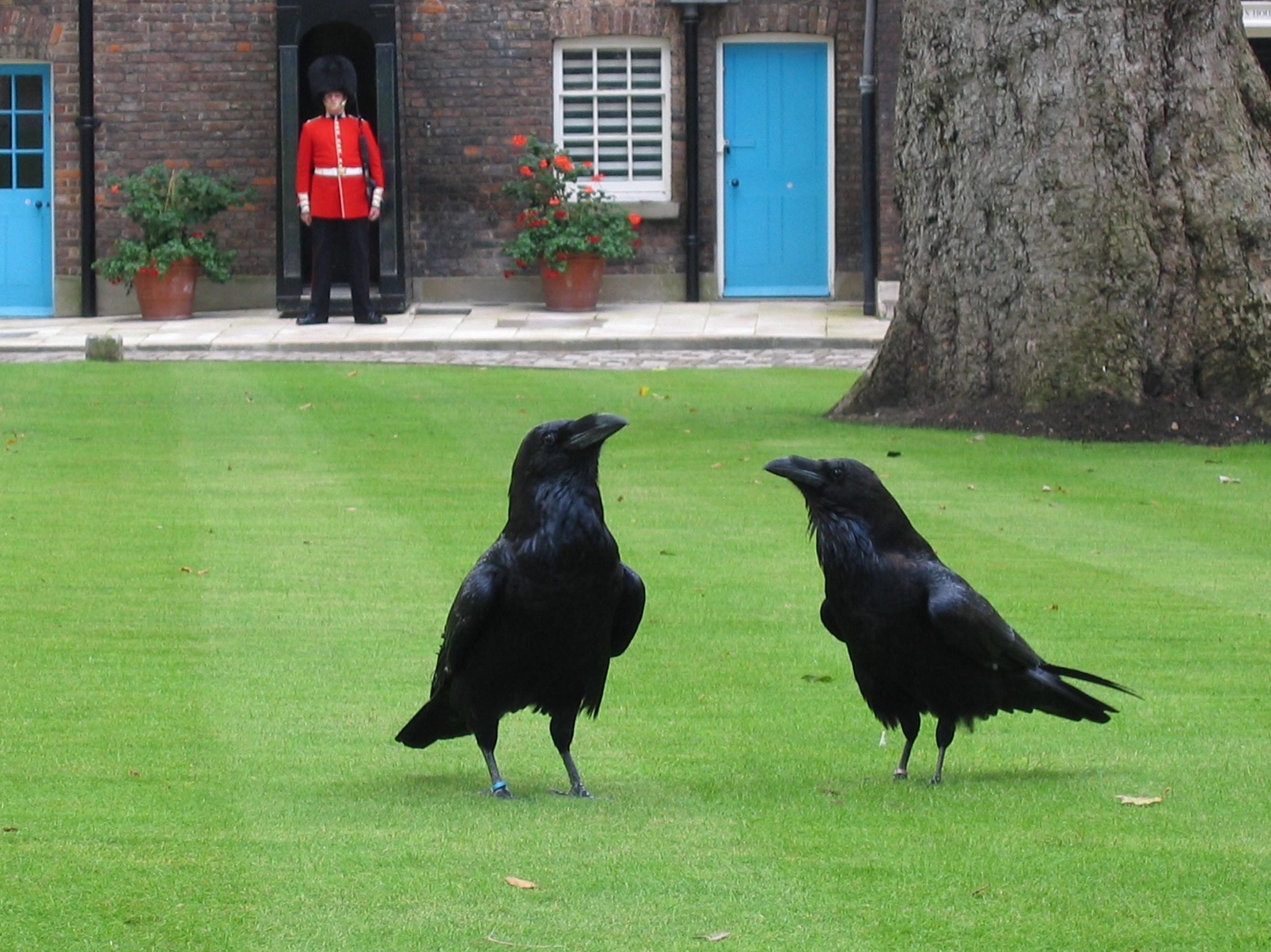 Die Kolkraben auf einer Wiese. Im Hintergrund sieht man eine der königlichen Wachen Englands. (Rote Uniform und die typische große, schwarze Bärenfellmütze).