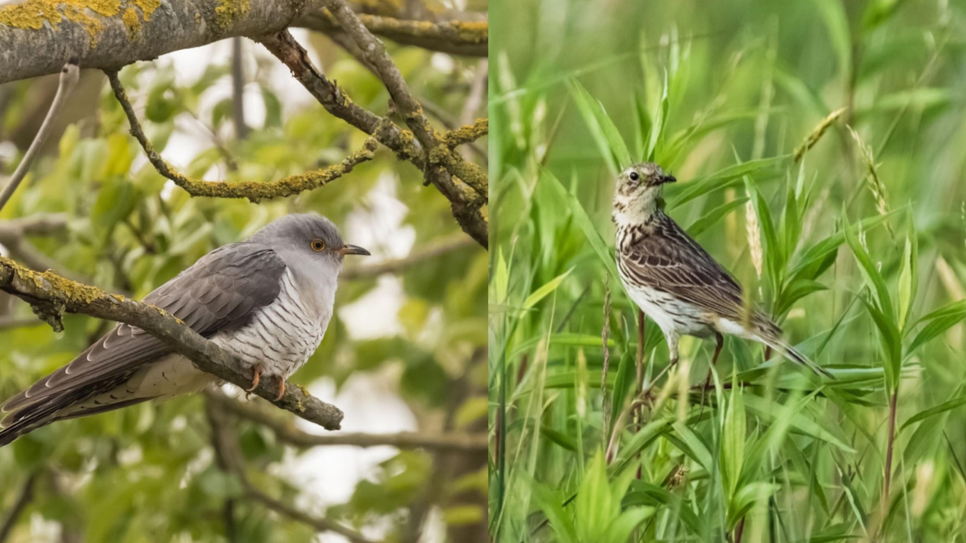 Zwei Bilder von Vögeln. Auf beiden Bildern ist jeweils ein anderer Vogel auf einem Ast.