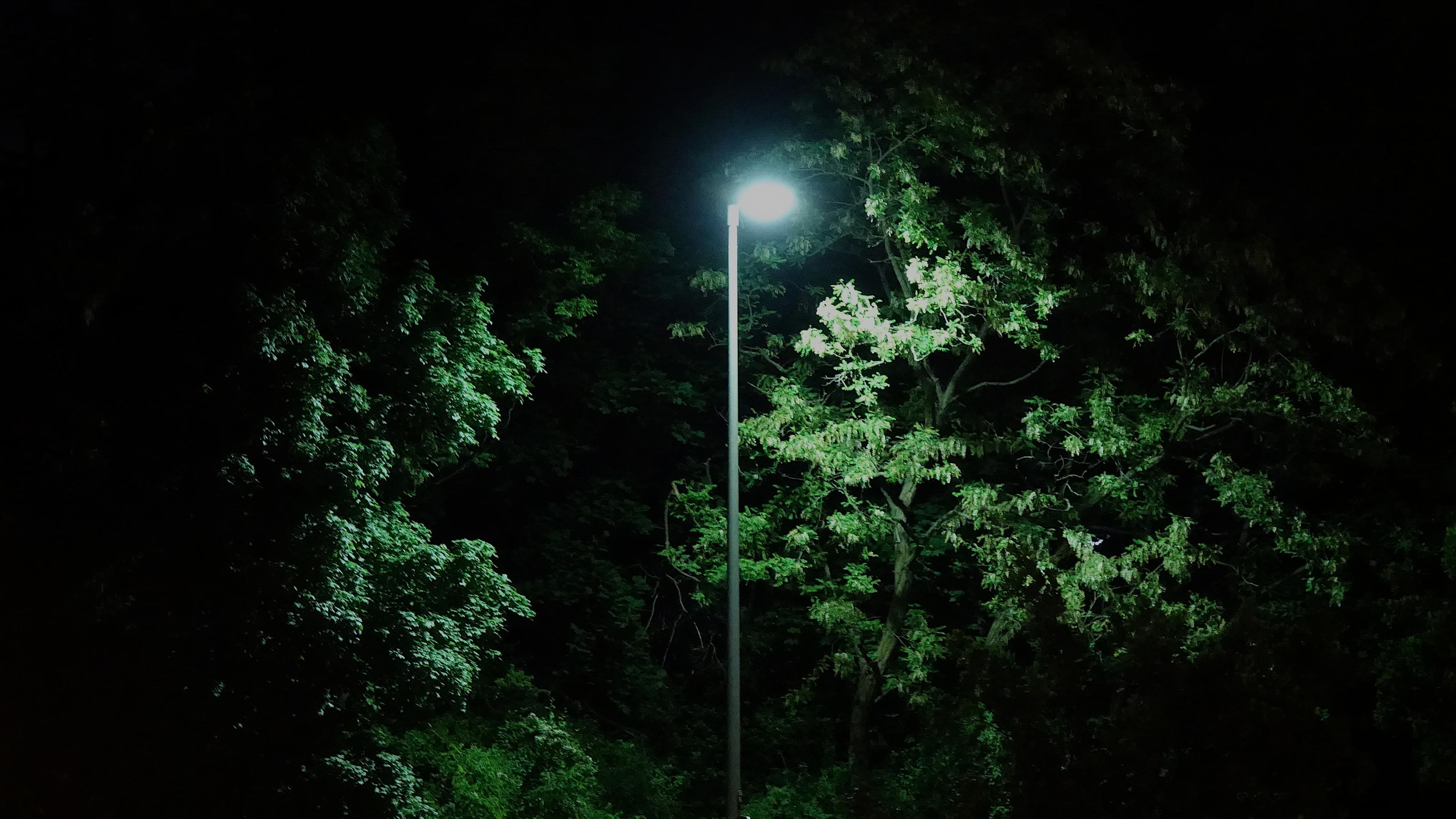 Ein heller Lichtstrahl erleuchtet die Blätter von Bäumen, in denen eine Nachtigall lebt.