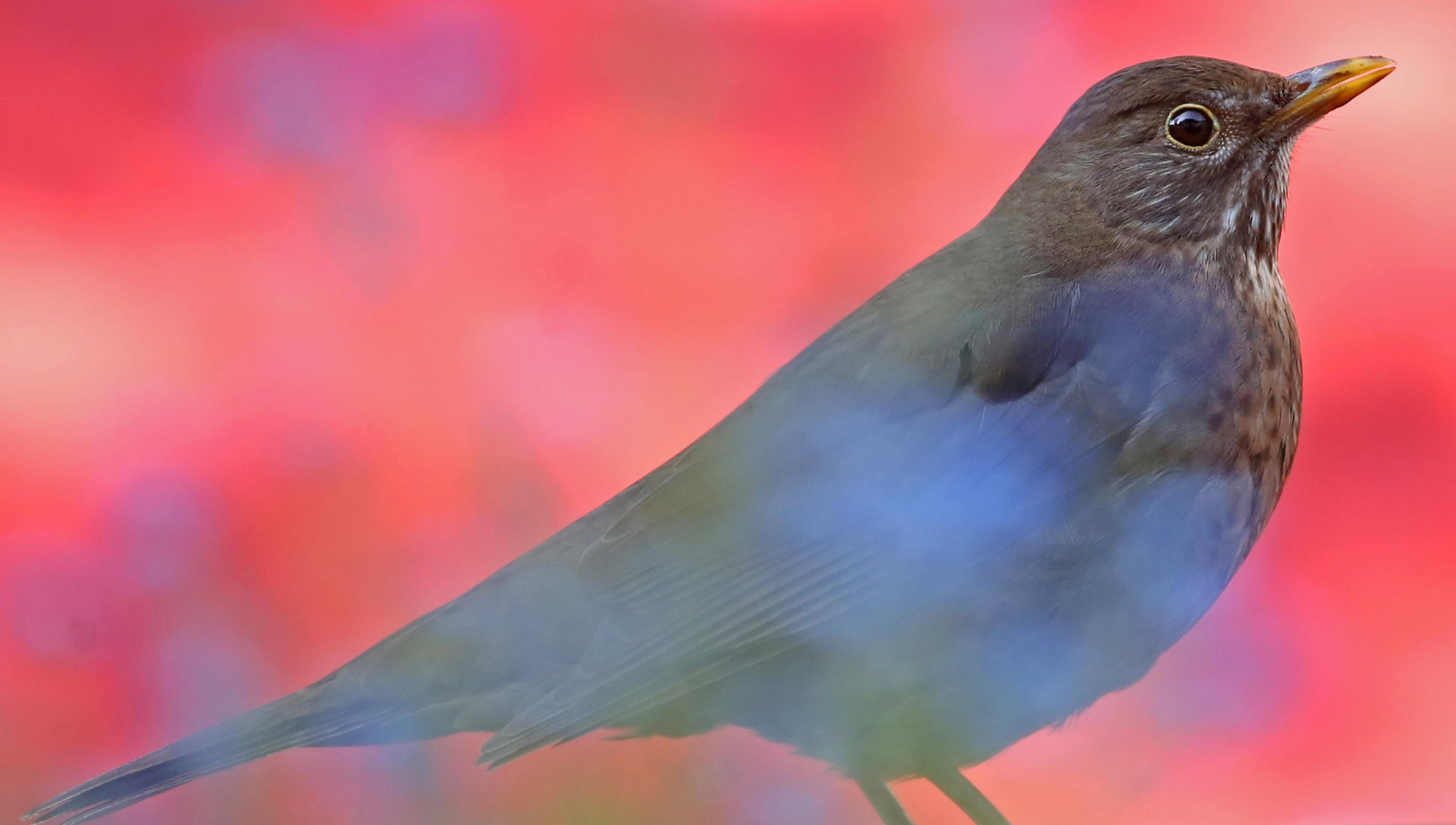 weibliche Amsel an der Tränke