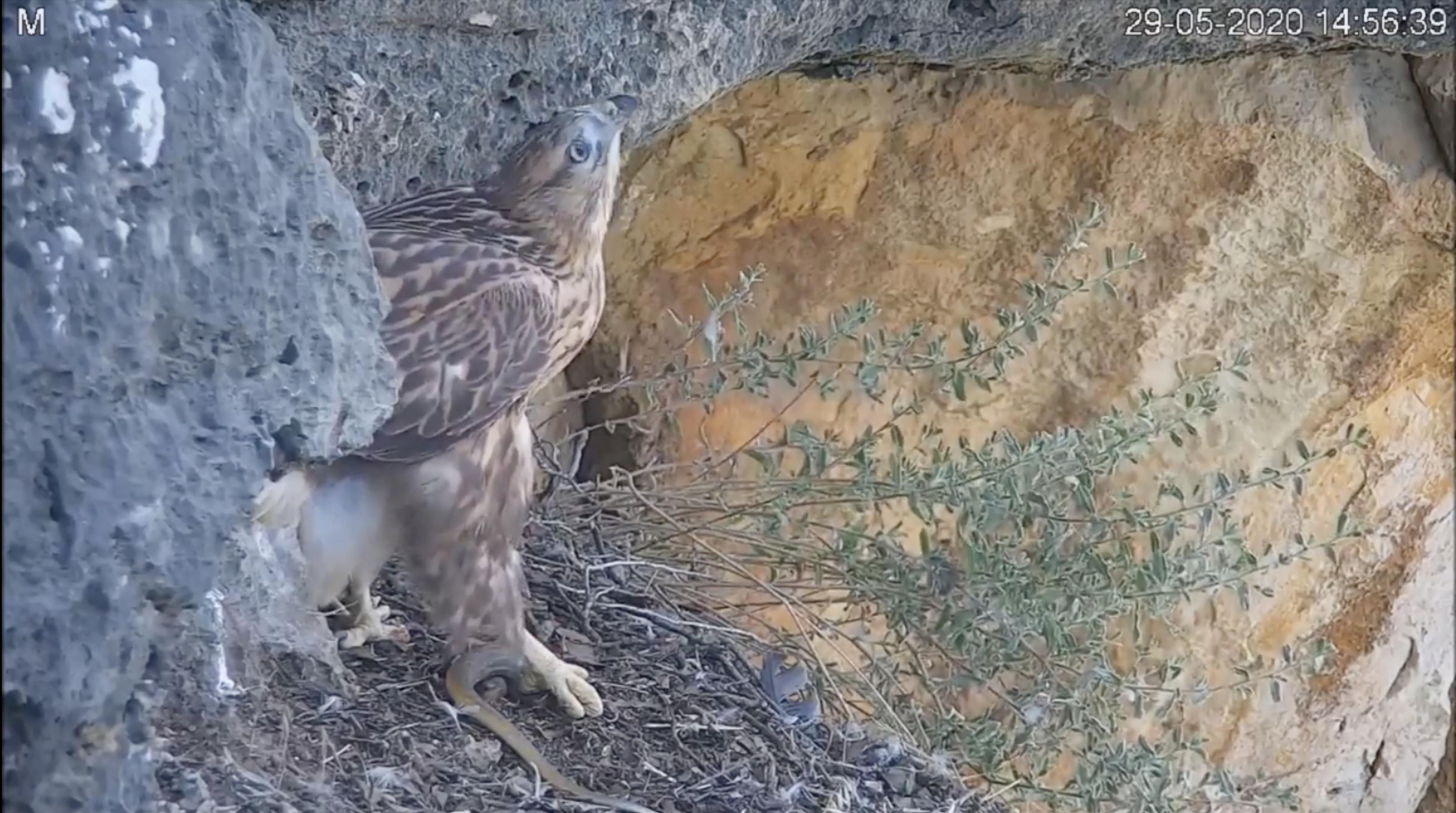 Ein Adlerbussard schaut aus dem Nest