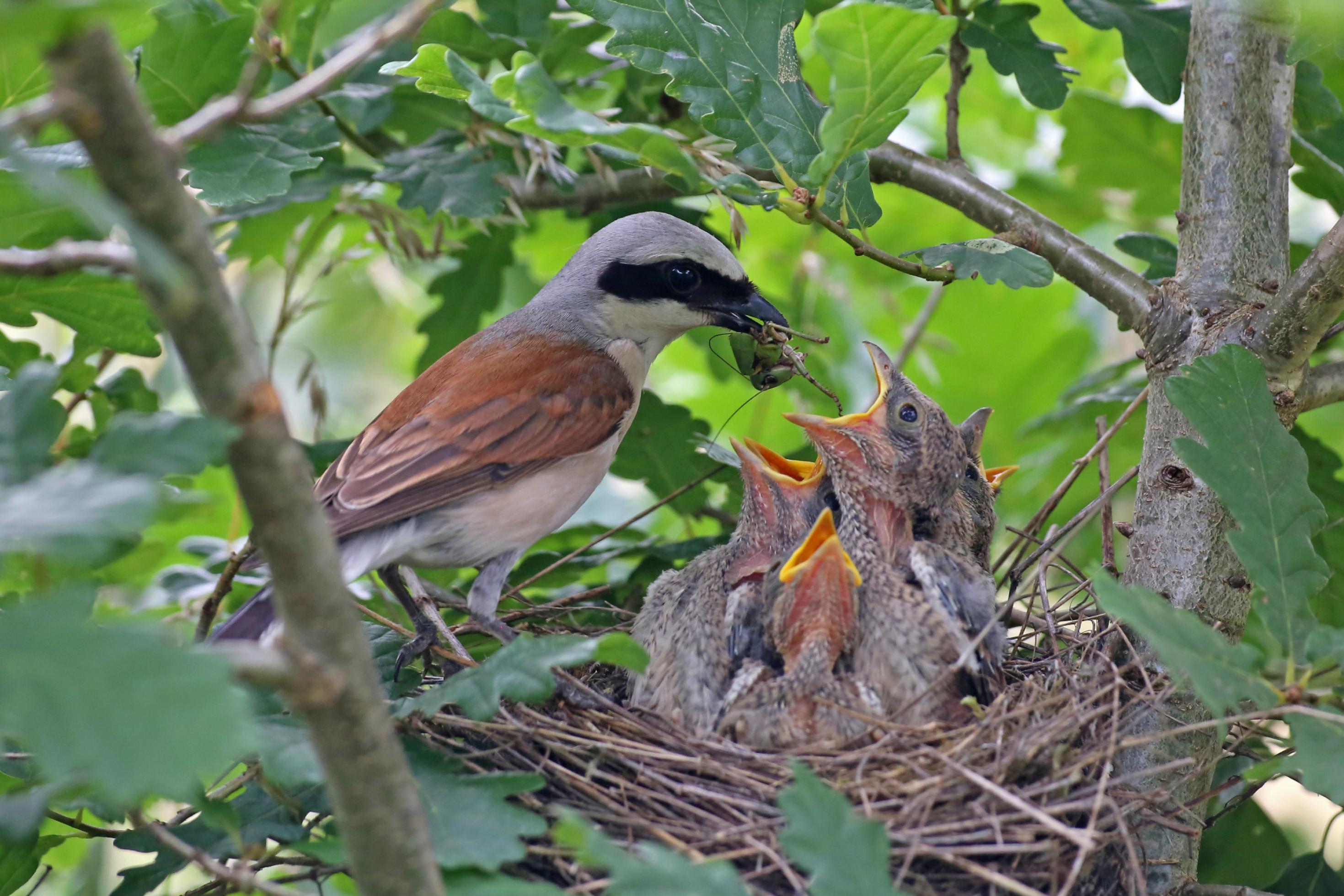 Vogel mit braun-grau-schwarz-weißem Gefieder füttert Junge im Nest.