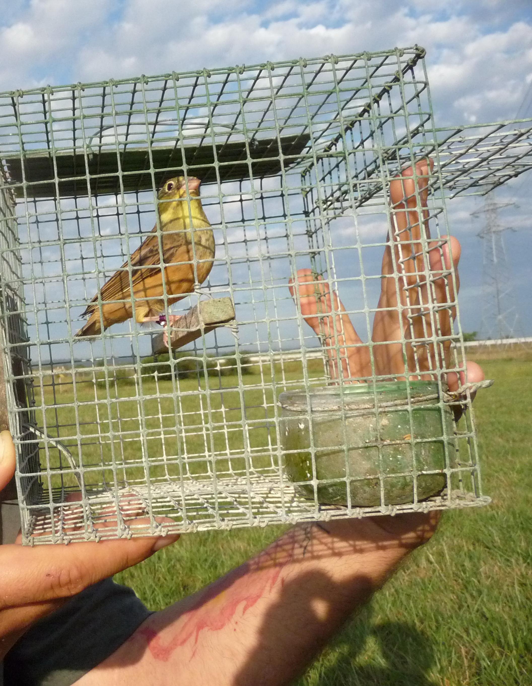 Ein illegal gefangener Ortolan kurz vor seiner Freilassung durch einen Vogelschützer.