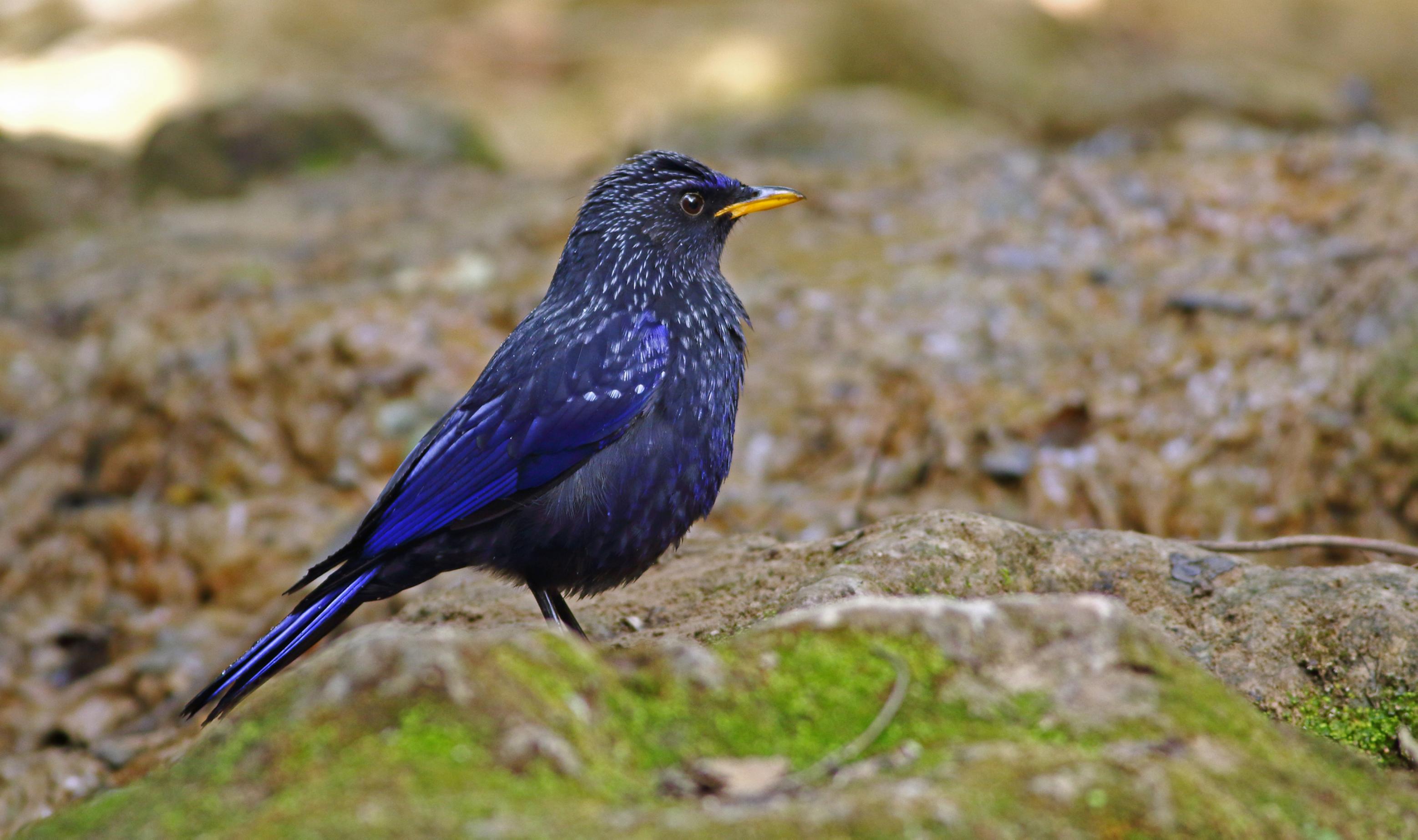 Kleiner, dunkelblauer, Vogel steht auf steinigem Boden.