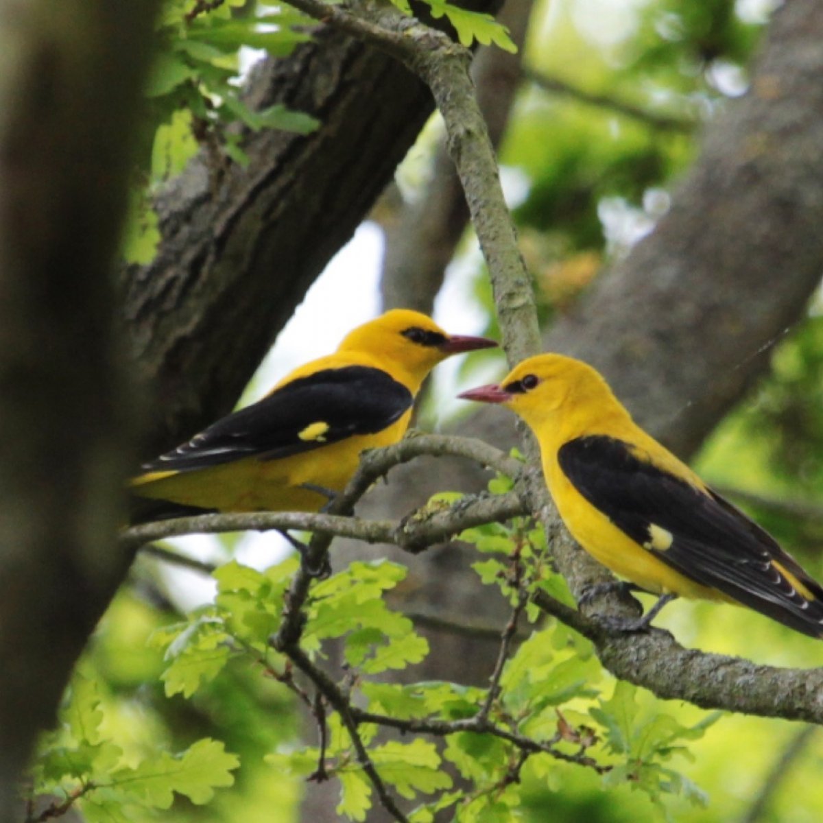 Vogel Zur Jagd 8 Buchstaben Vogel Zur Jagd 8 Buchstaben