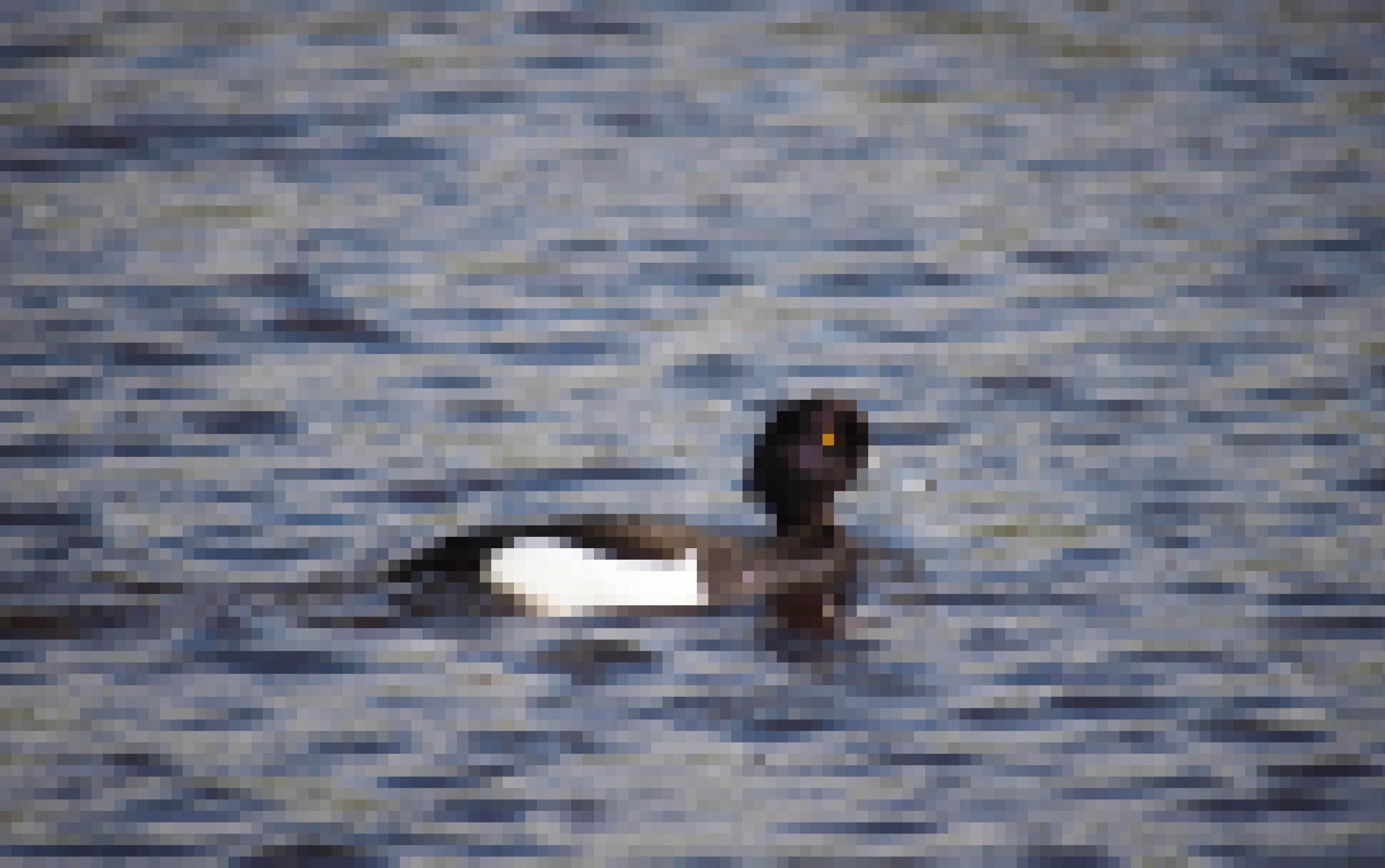 Eine Reiherente auf dem Wasser