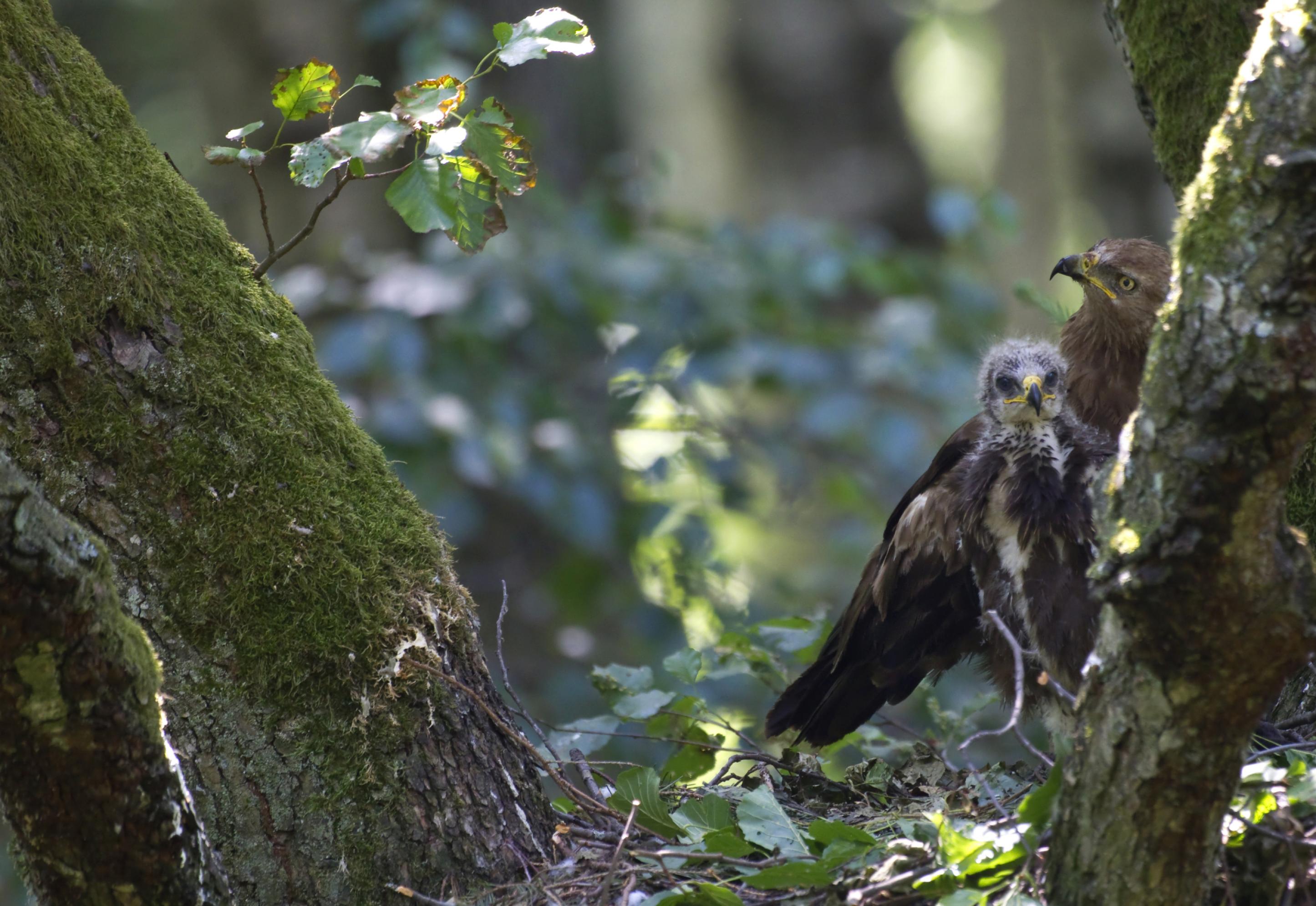 Schreiadler Weibchen bewacht Jungvogel im Horst.