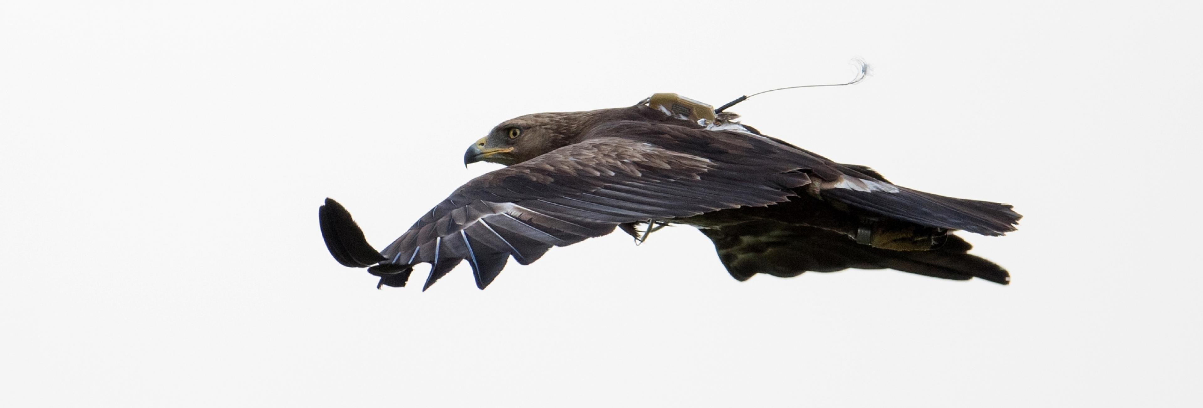 Das letzte Foto von Schreiadler „Dieter“, aufgenommen wenige Wochen vor seinem Abzug in den Süden.