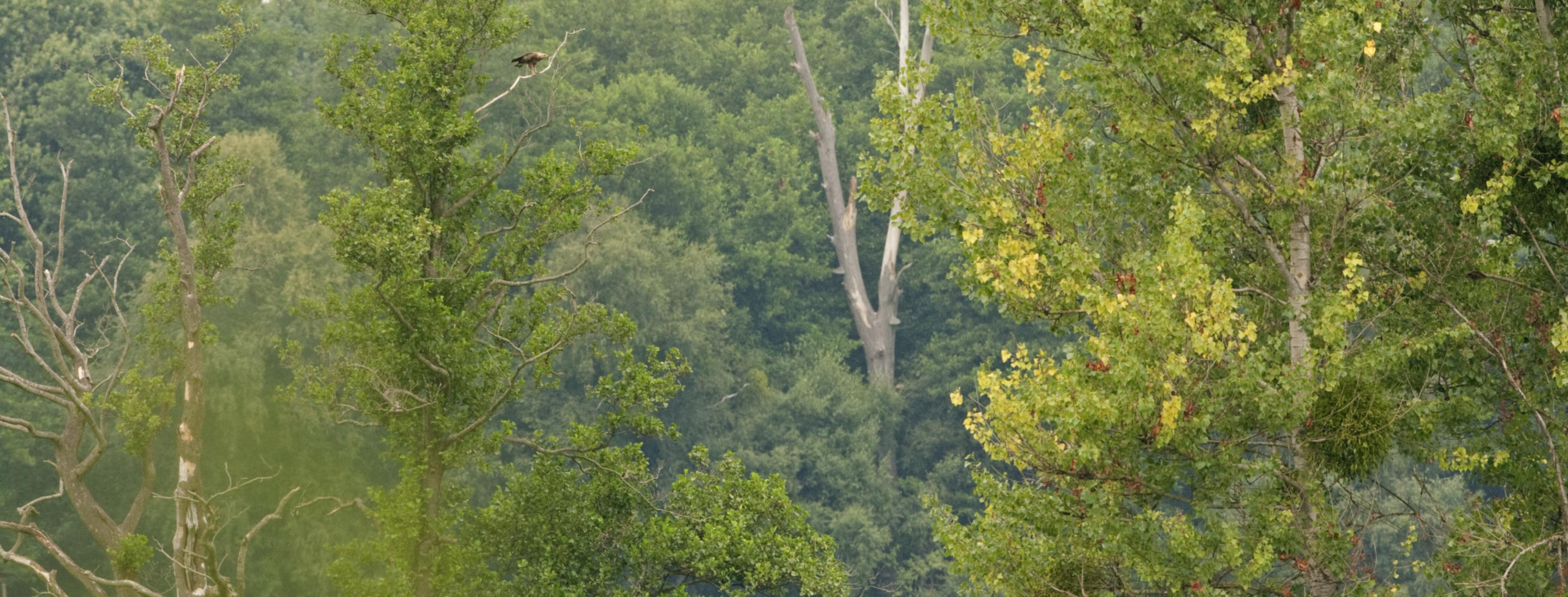 Typischer Lebensraum des Schreiadlers aus hoher Wiese, alten solitär stehenden Bäumen und Büschen