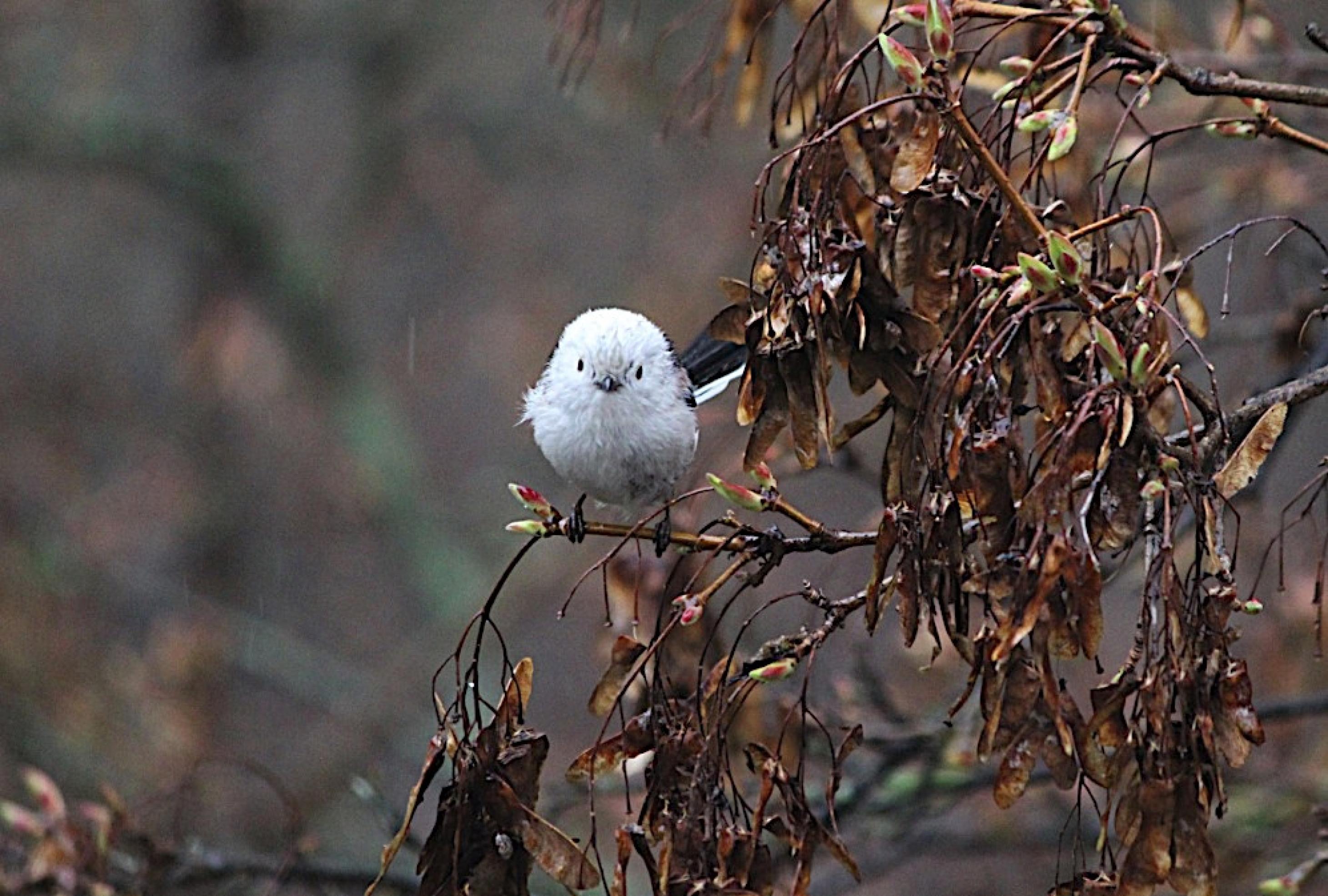 Eine Schwanzmeise (Aegithalos caudatus) sitzt auf einem Ast.