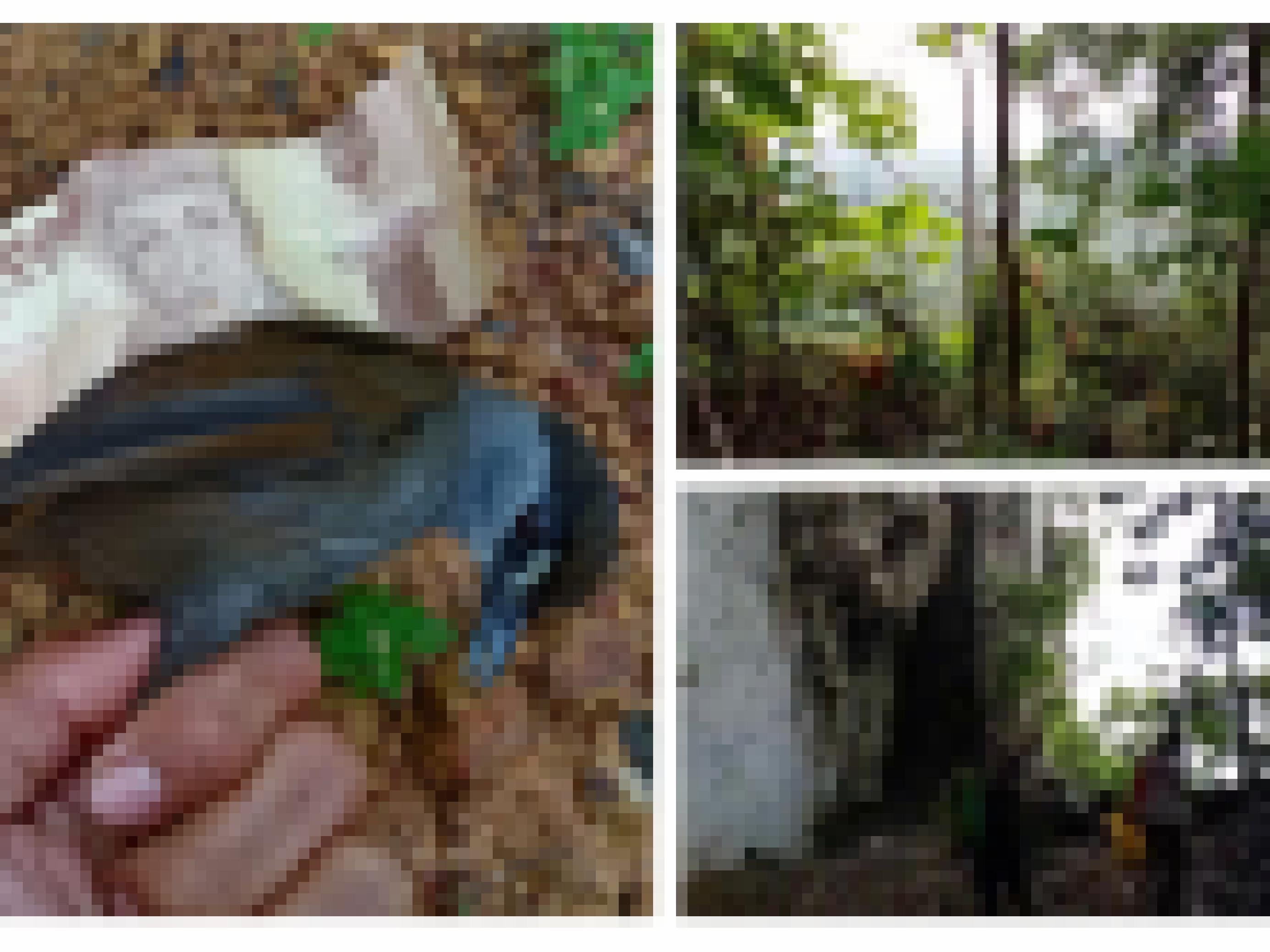 Drei Bilder zeigen den Vogel, seine Entdecker und den Tieflandregenwald.