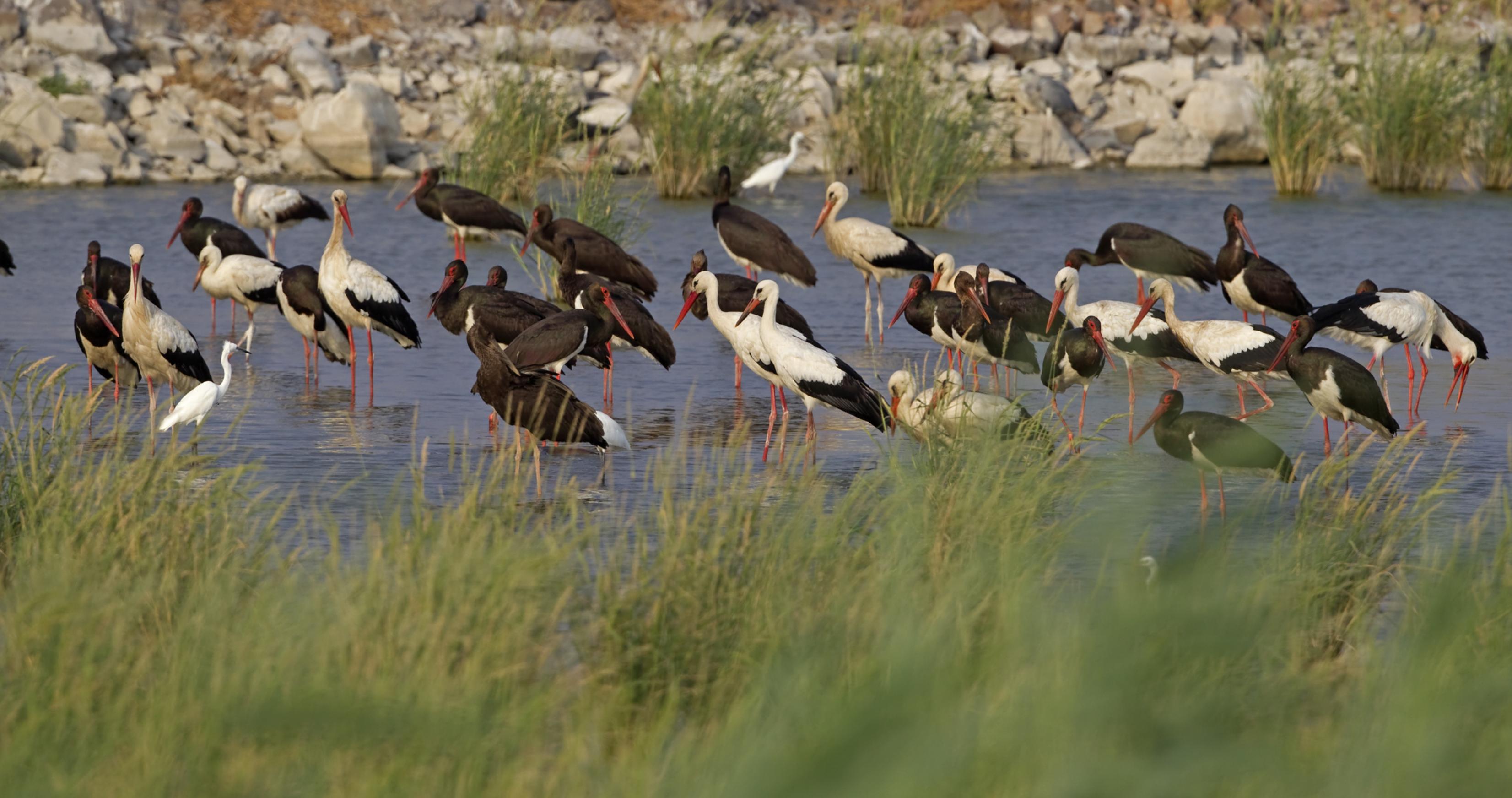 Schwarz- und Weißstörche stehen zusammen an einem Teich in Israel