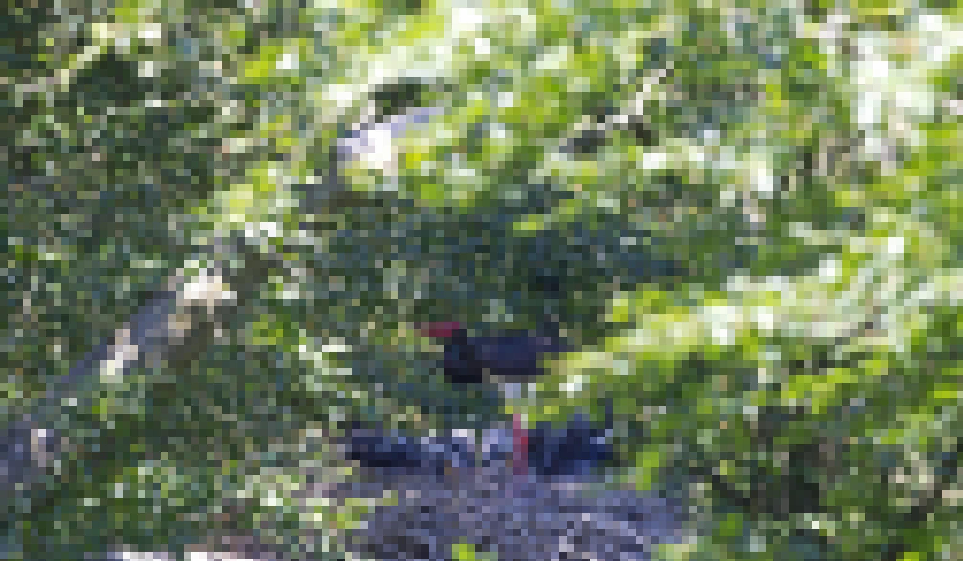 Ein Schwarzstorch füttert seine Jungvögel in einem Horst in einer Buche.