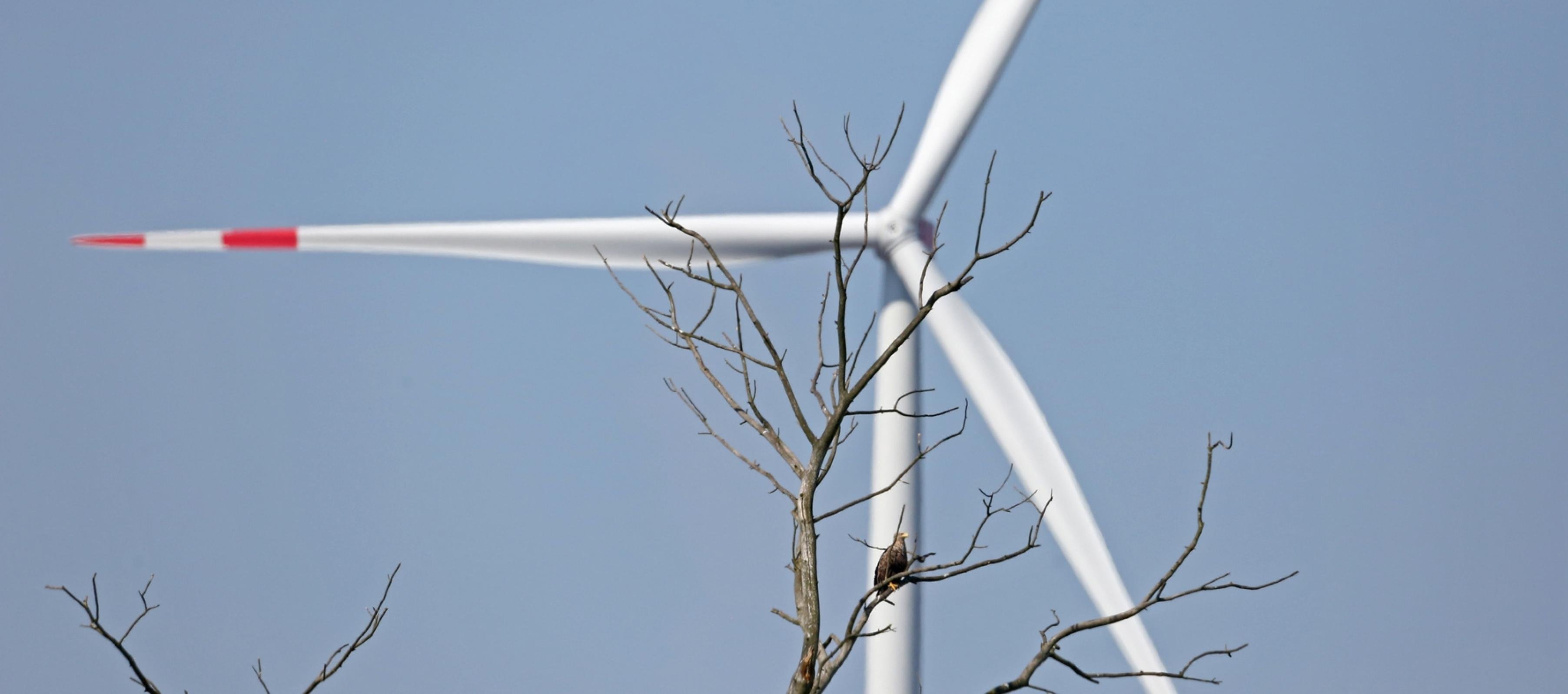 Ein Seeadler sitzt in einem Baum – im Hintergrund ein Windrad