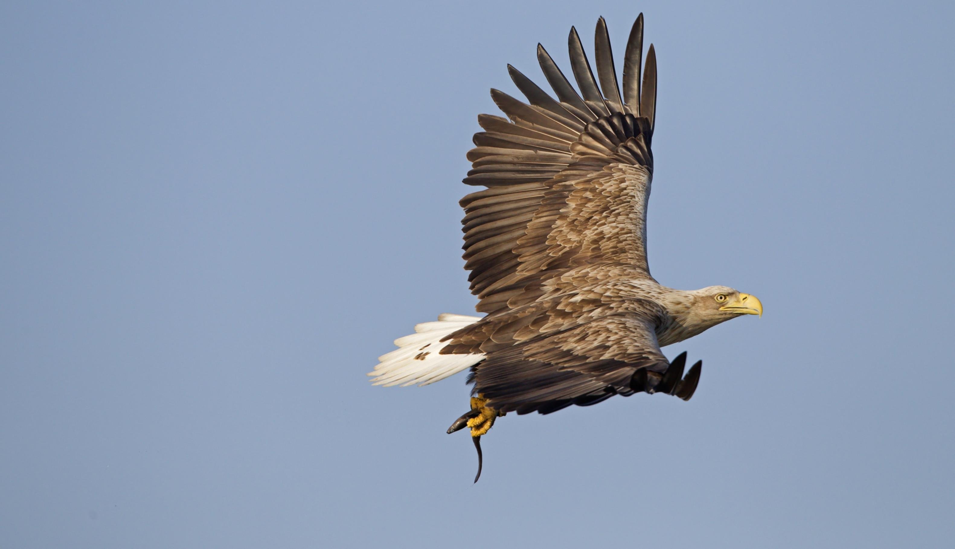 Ein fliegender Seeadler mit weit ausgebreiteten Schwingen