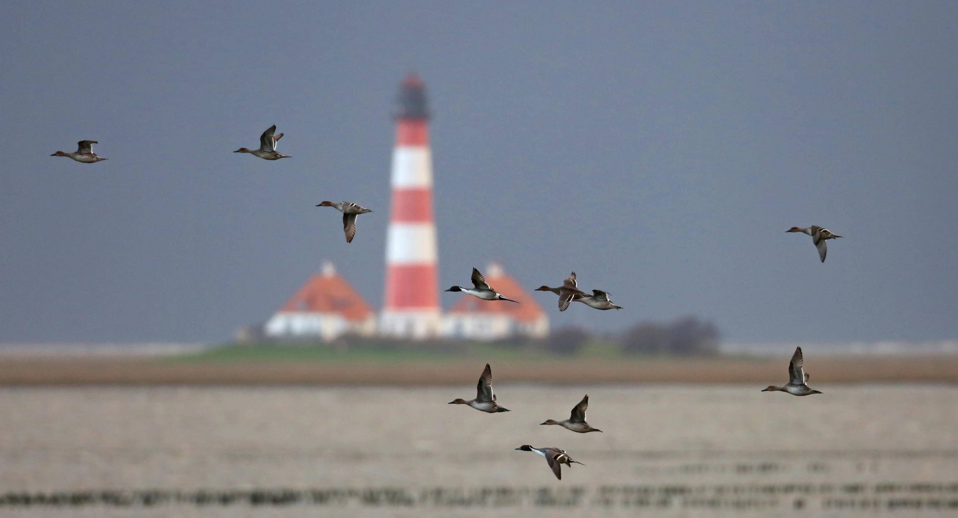 Eine Gruppe Spießenten fliegen vor einem Leuchtturm.