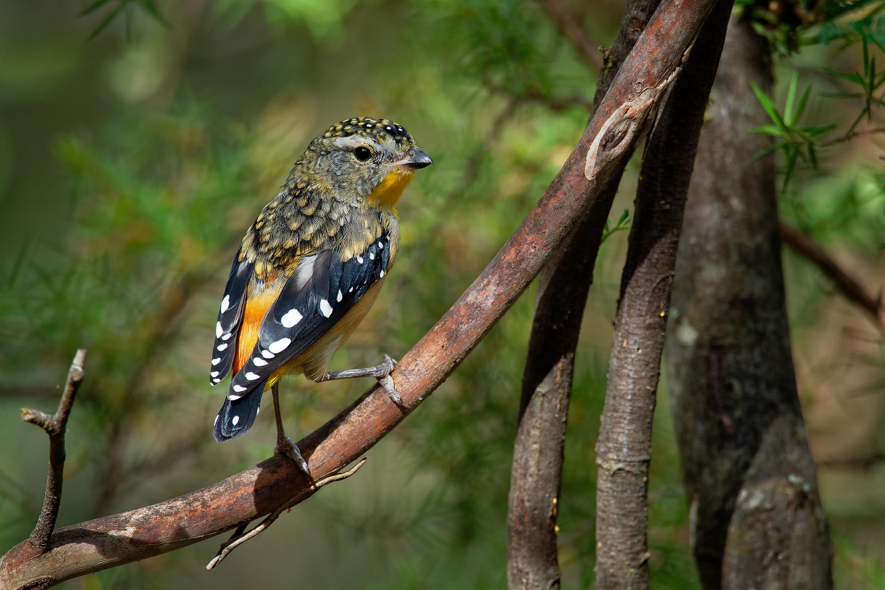 Ein Fleckenpanthervogel (Pardalotus punctatus) sitzt auf einem Ast.