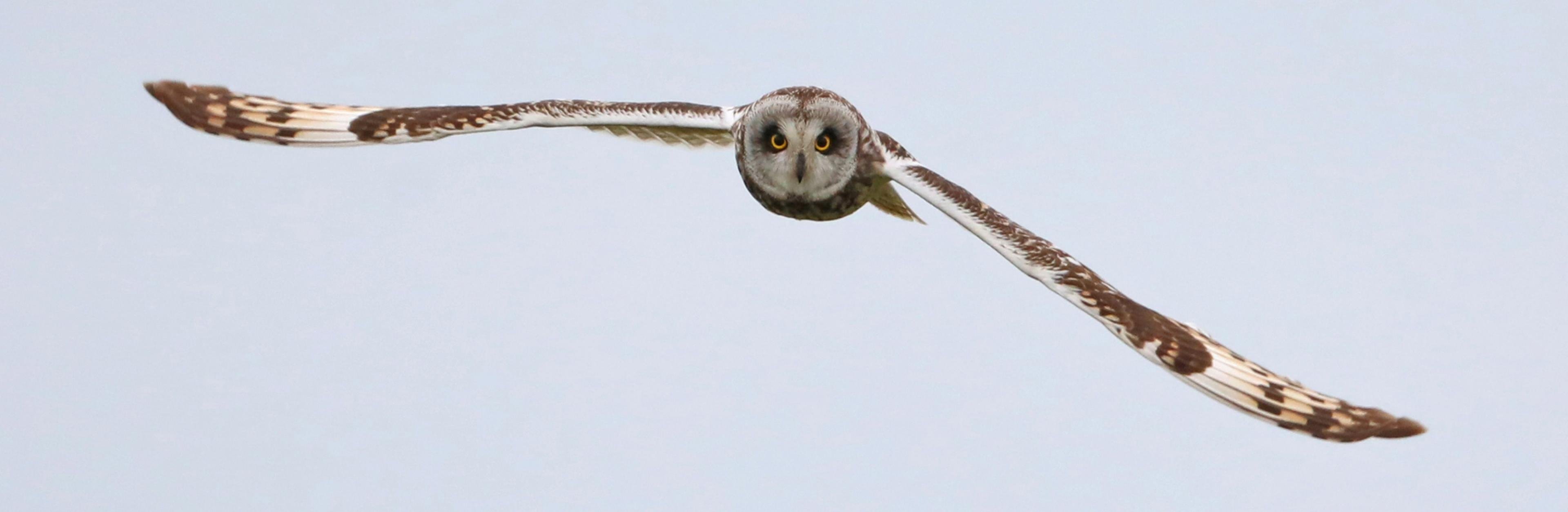 Eine Sumpfohreule fliegt auf den Fotografen zu