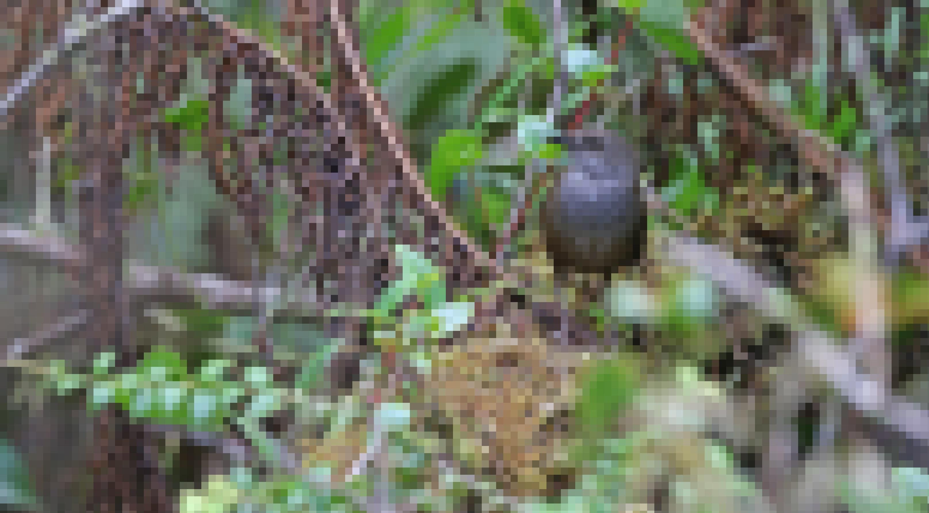 Foto eines Taliabuschwirls, an einen Zaunkönig erinnernd.