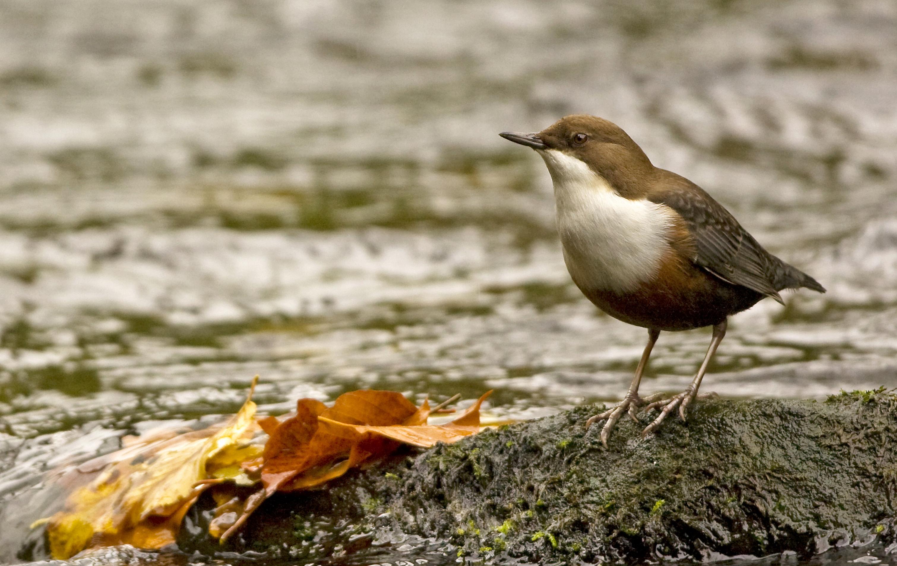 Eine Wasseramsel steht auf einem Stein mitten in einem Gewässer.