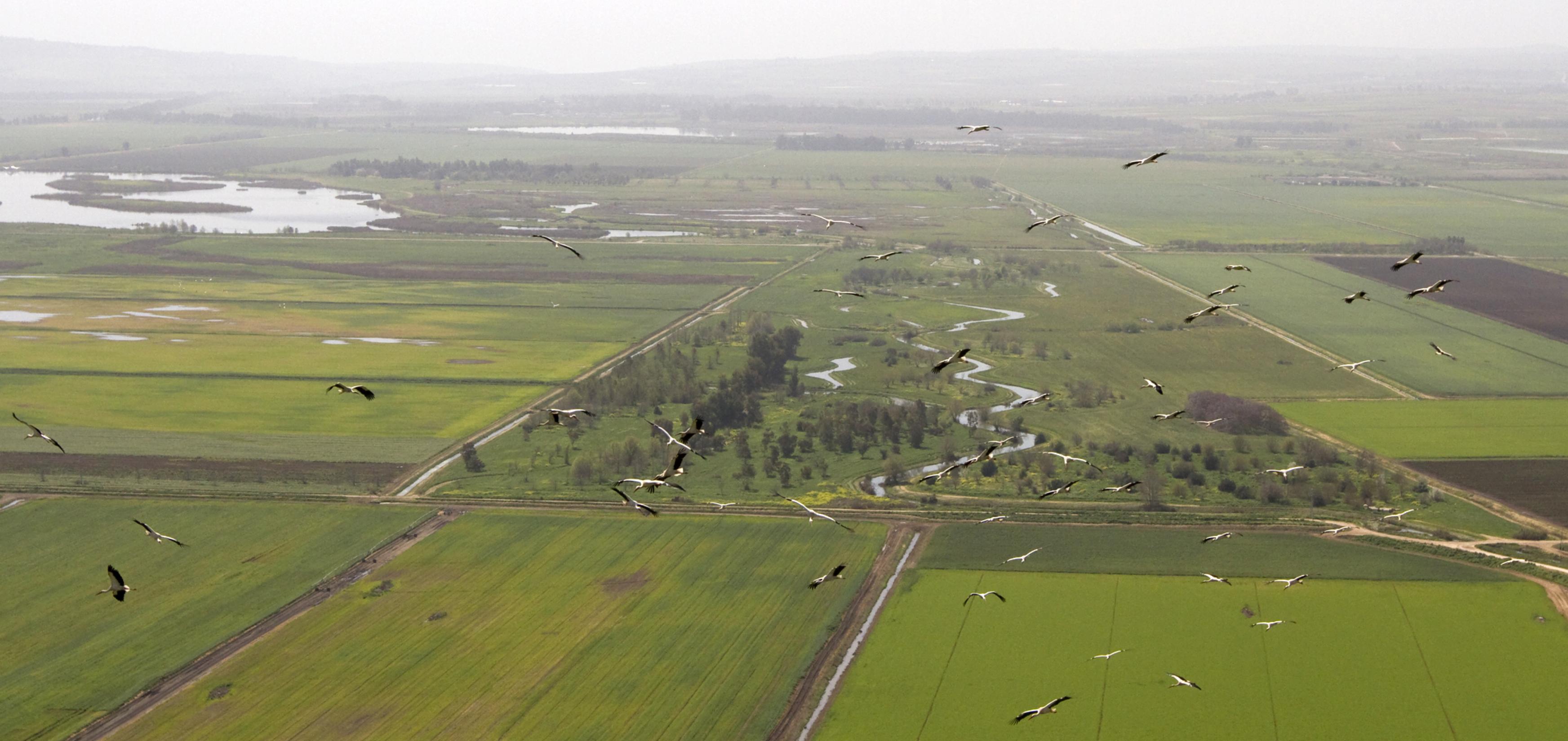 Ein Luftbild von Störchen, die über die Landschaft Galiläas in Israel fliegen