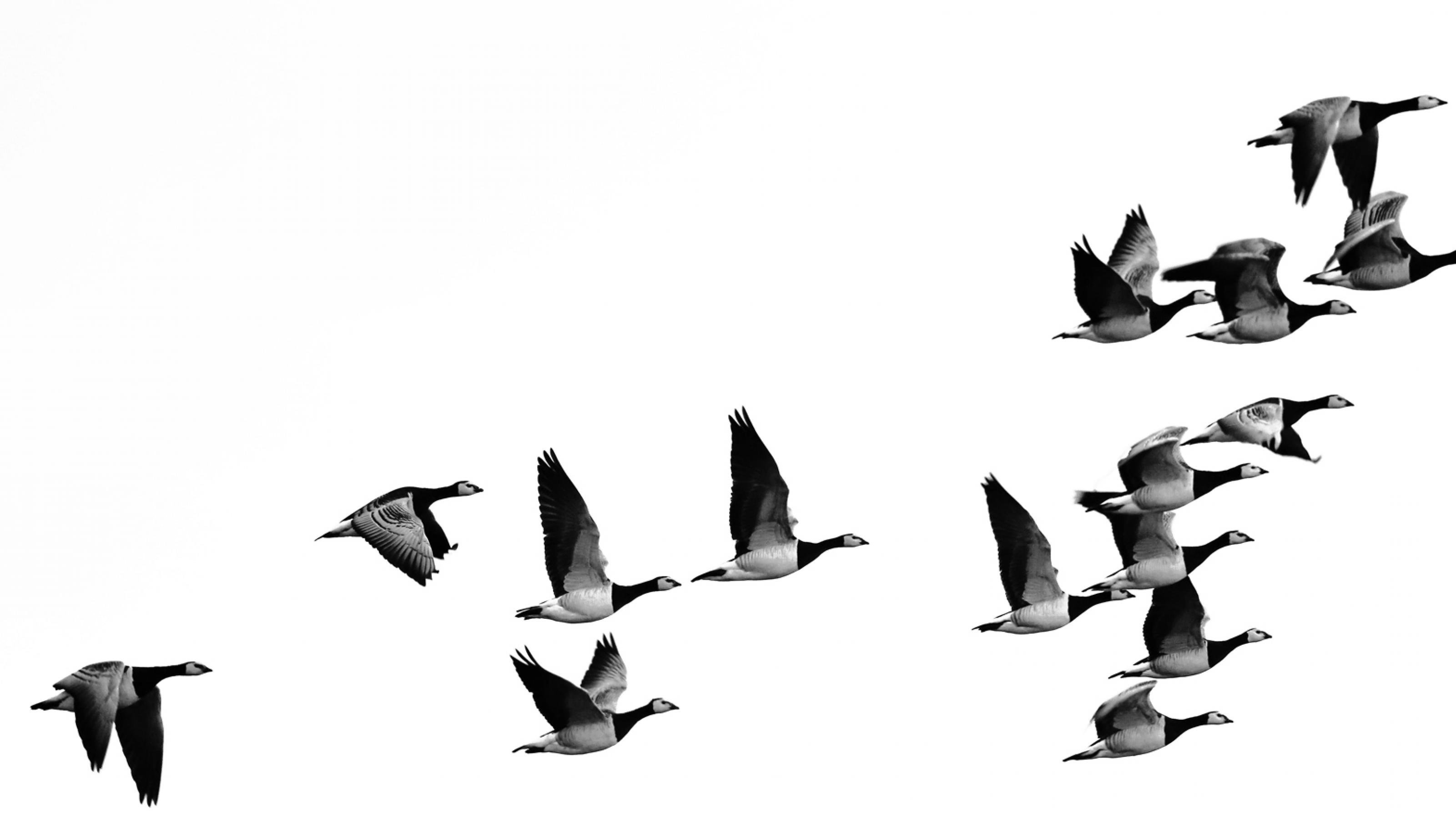 Eine Gruppe fliegender Weisswangengänse