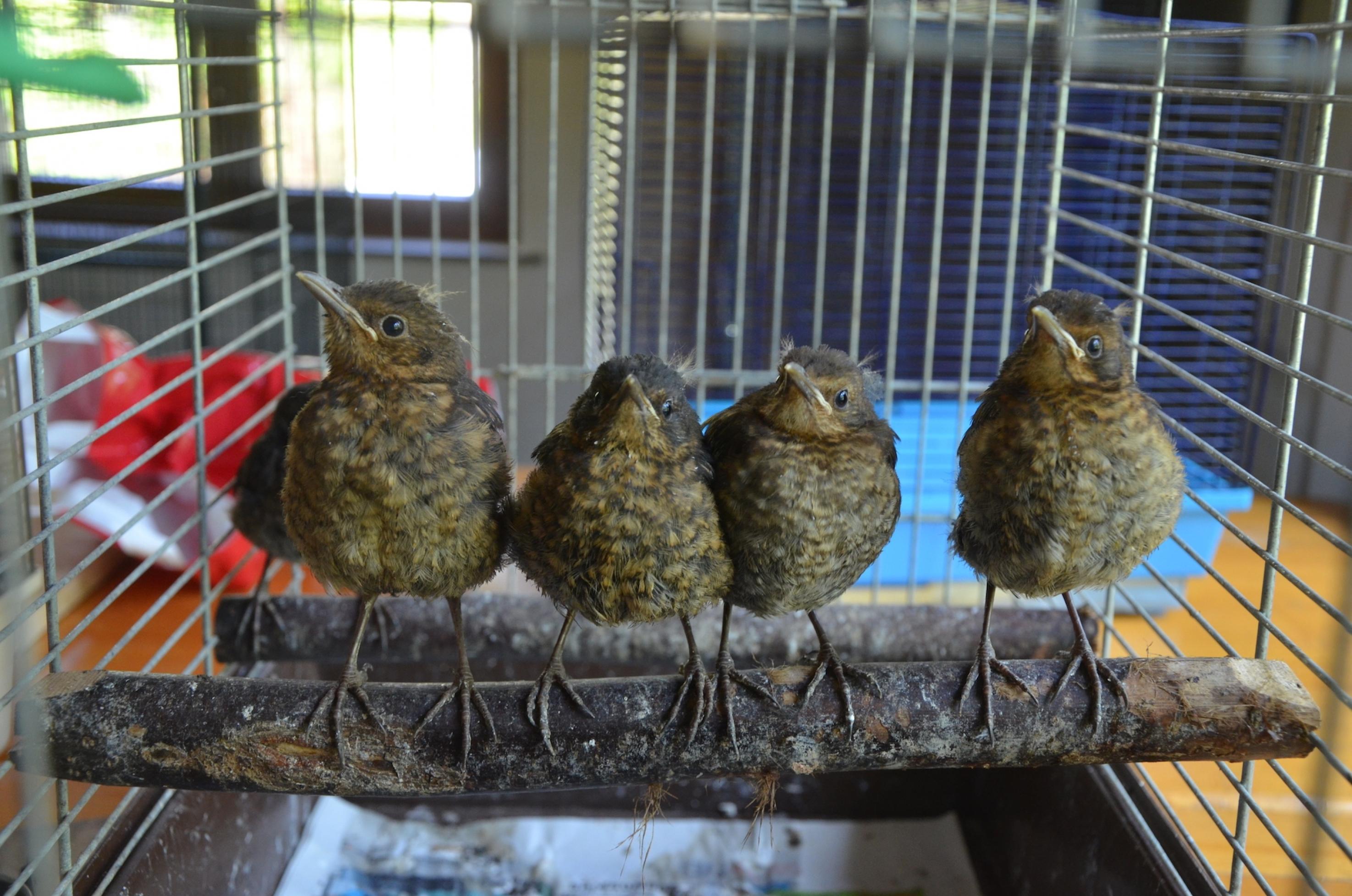 Vier Vögel sitzen nebeneinander auf einem Ast in einem Käfig.